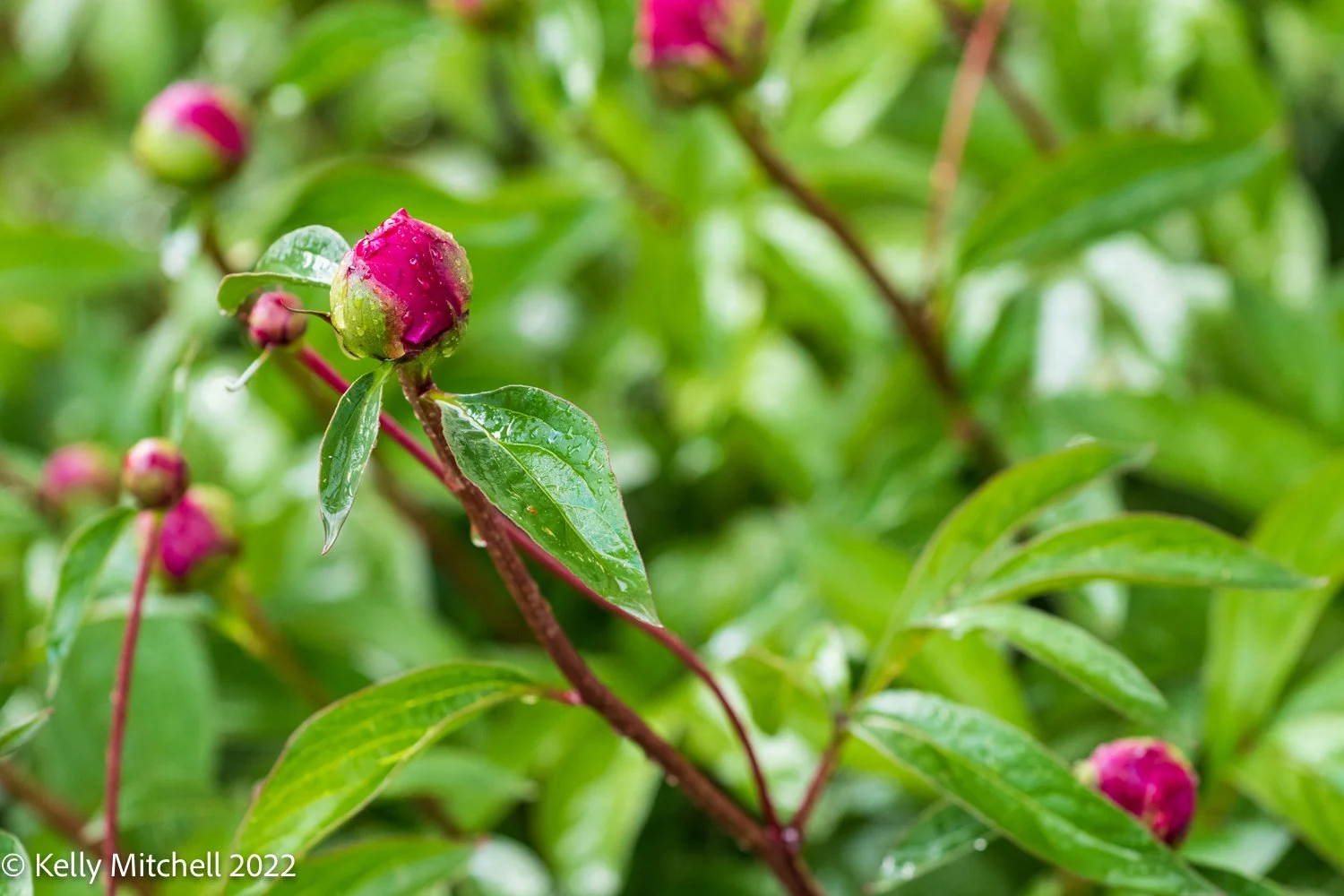 Flowers &amp; Rain