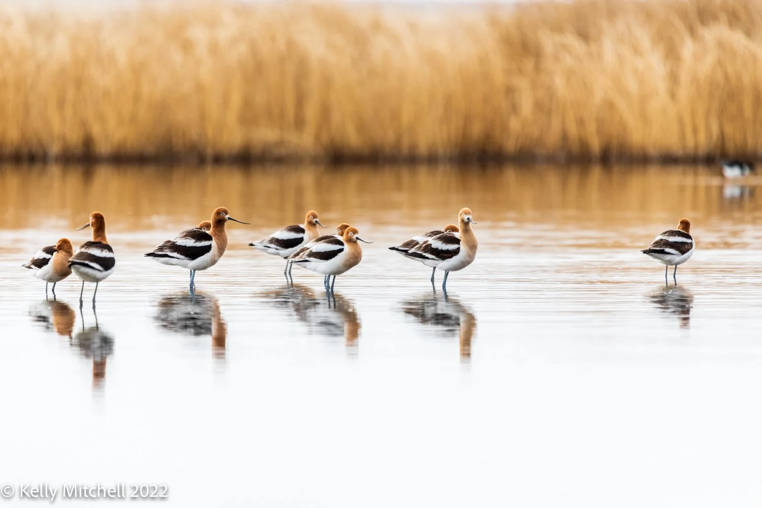 Avocets from Frank Lake