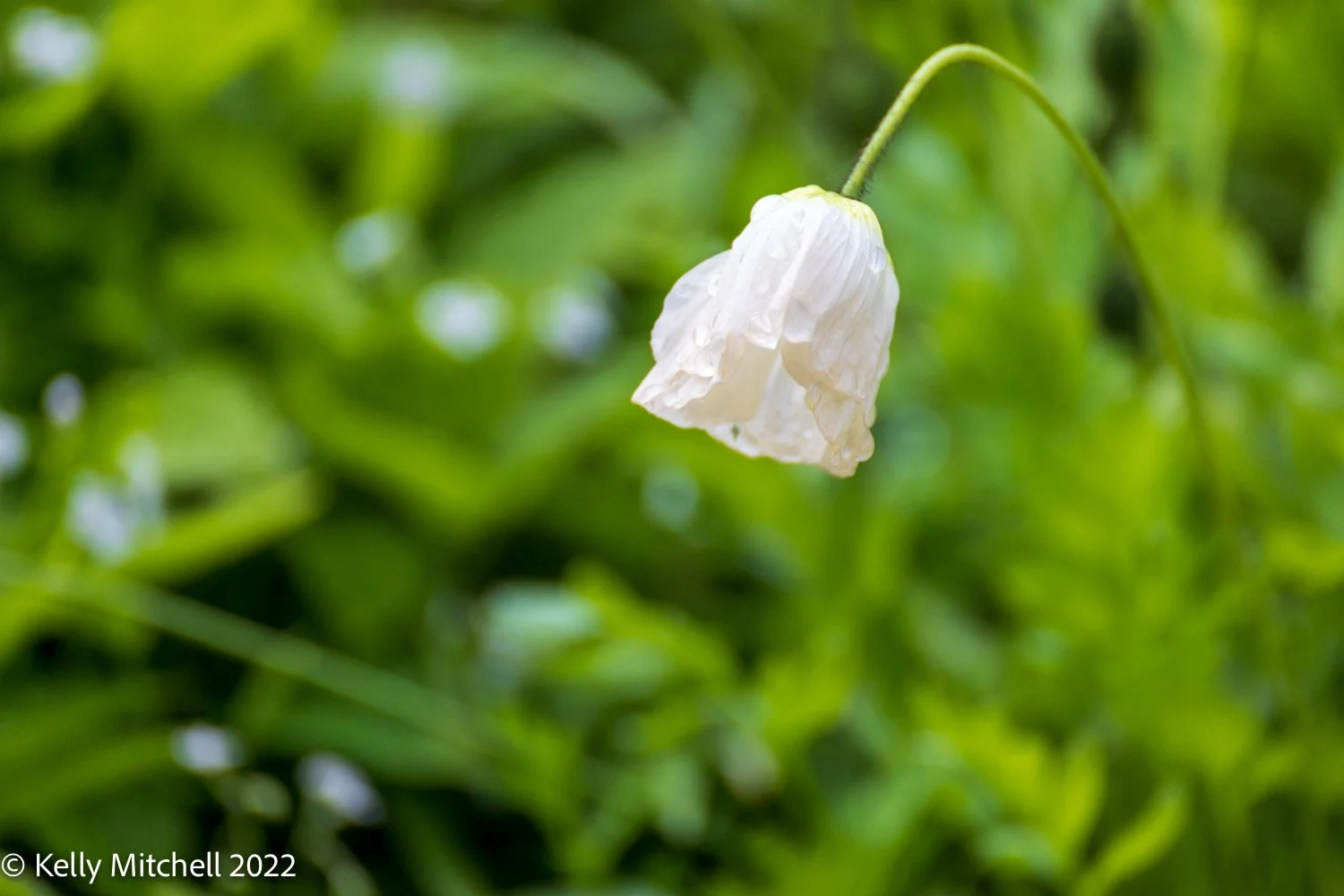 Foto Flower Tuesdays
