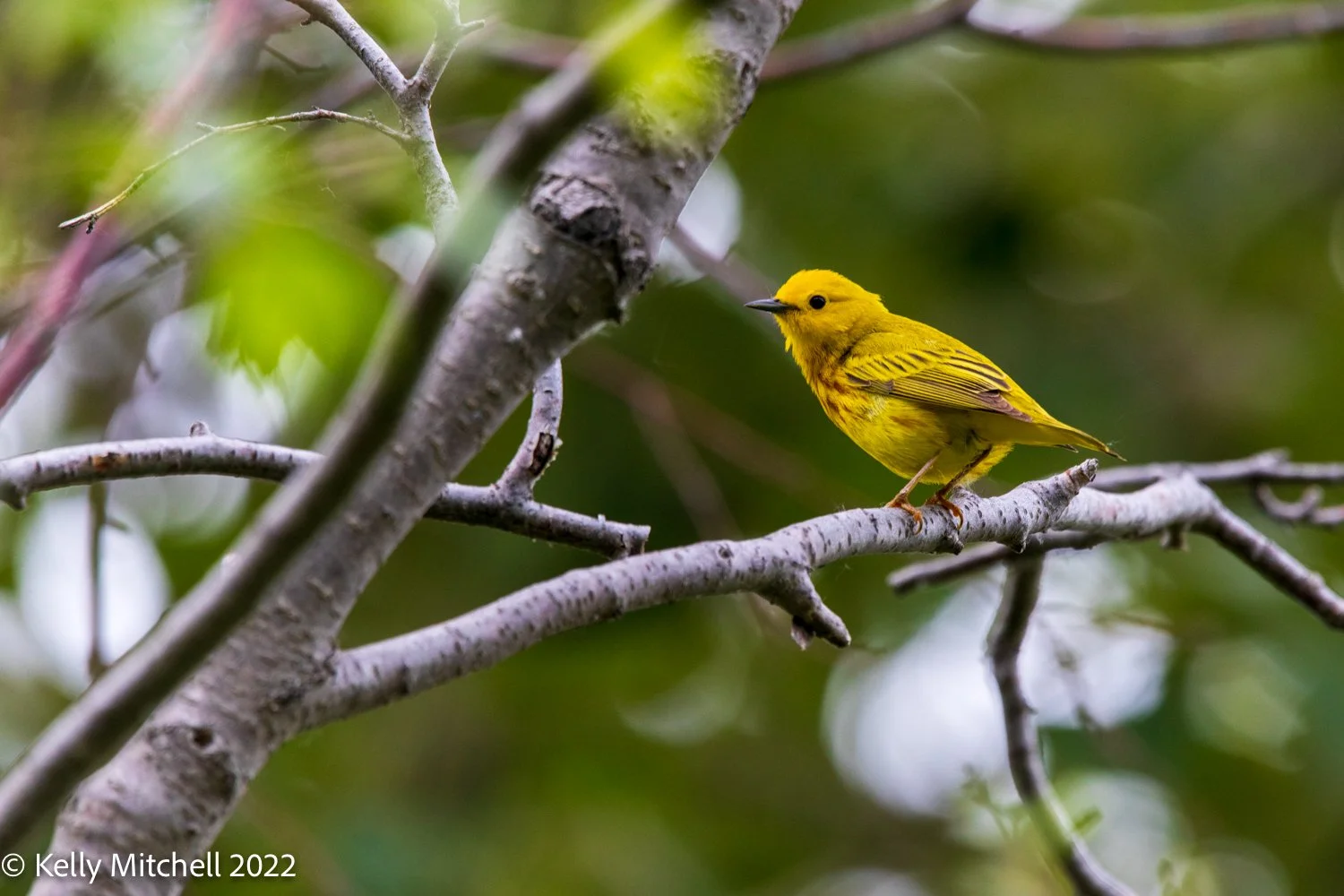 Yellow Warbler