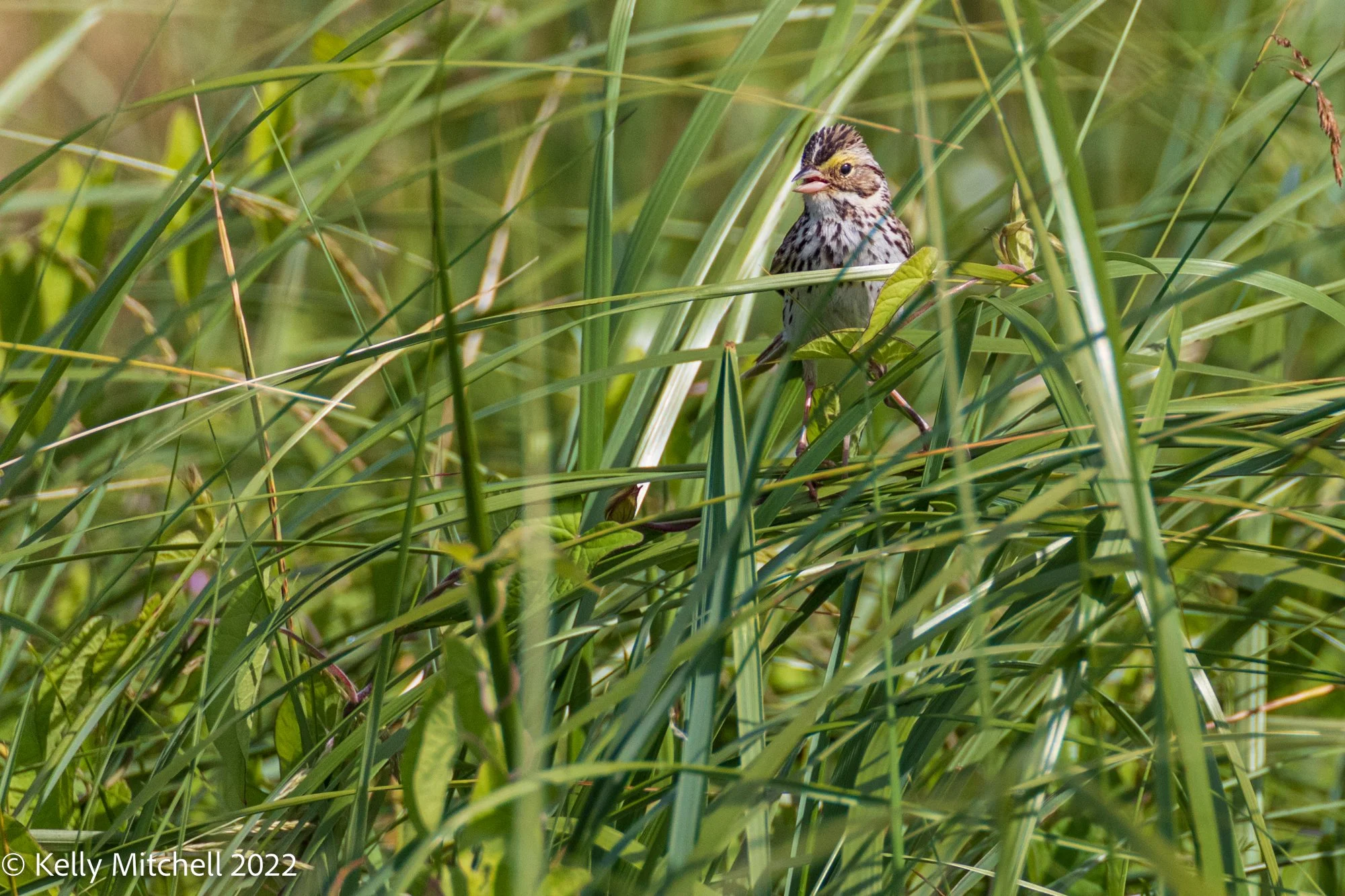 Cheeky Little Savannah Sparrow