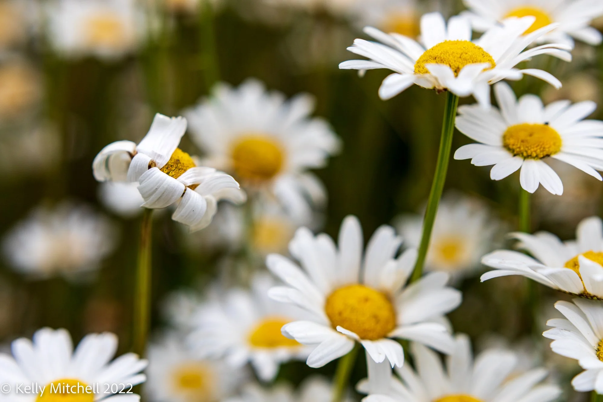 HalifaxNS-Day6-Canon EOS 5D Mark IV-2022-00019-185-1.jpg