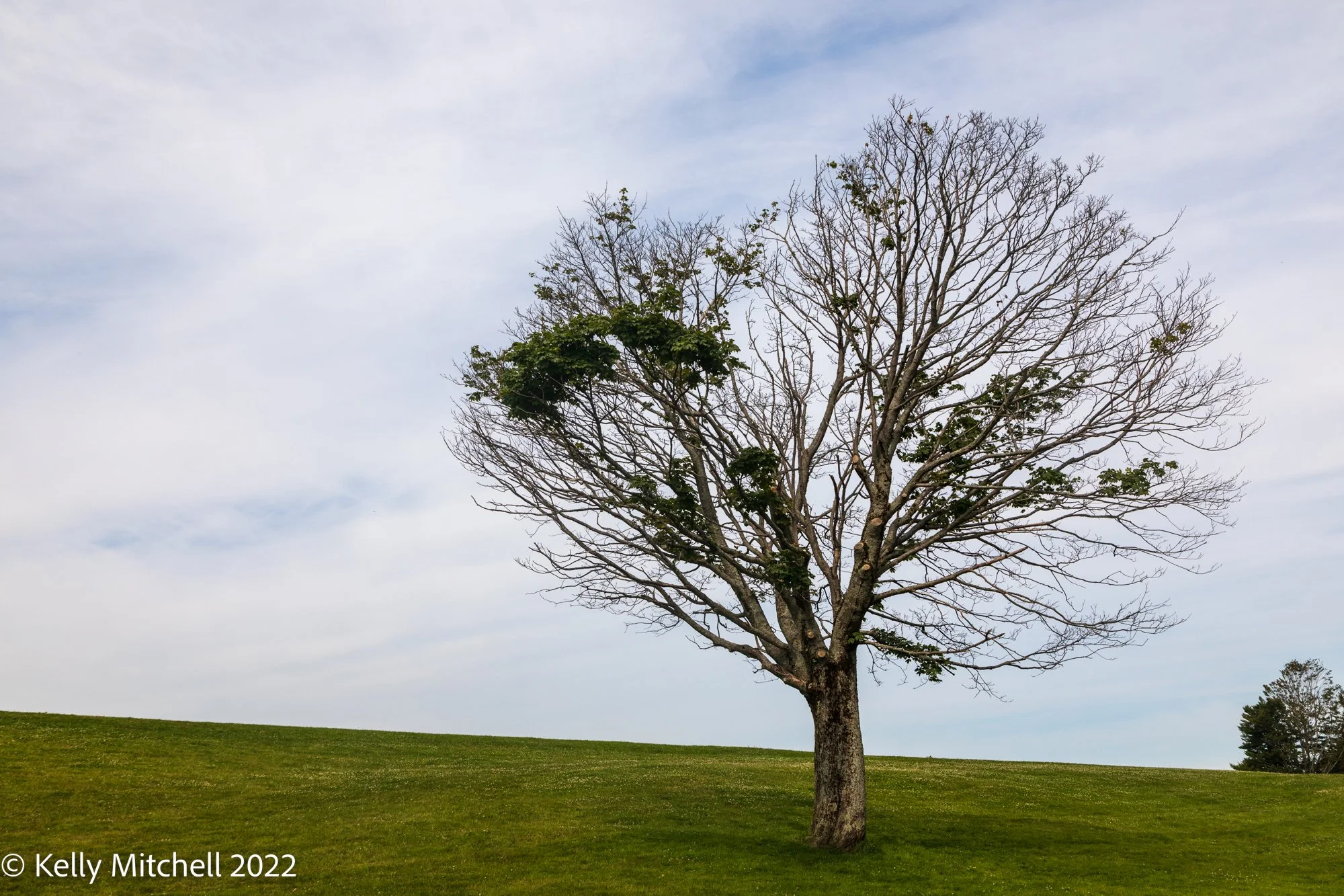 HalifaxNS-Day7-Canon EOS 5D Mark IV-2022-00021-39-1.jpg