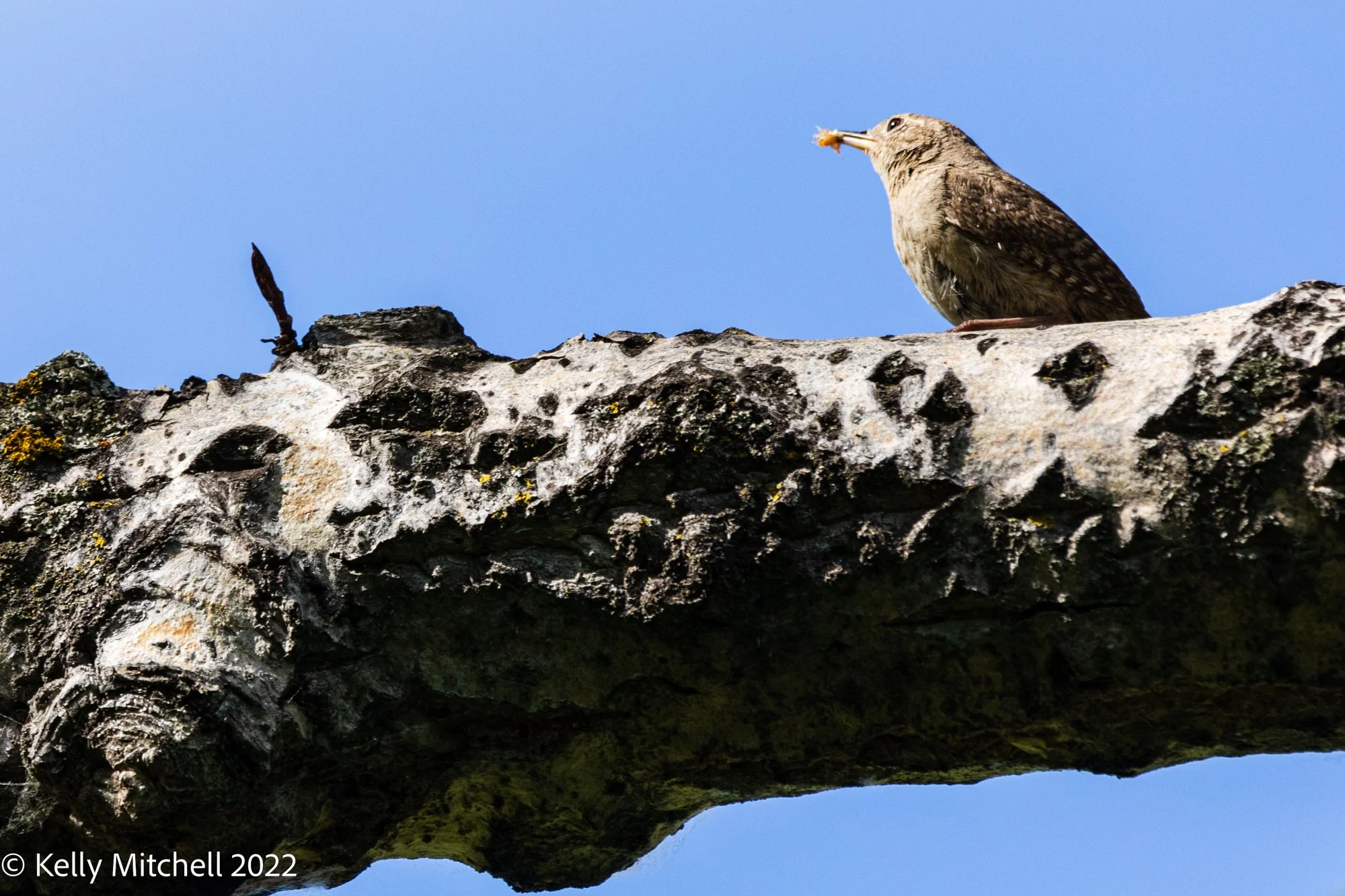 House Wren