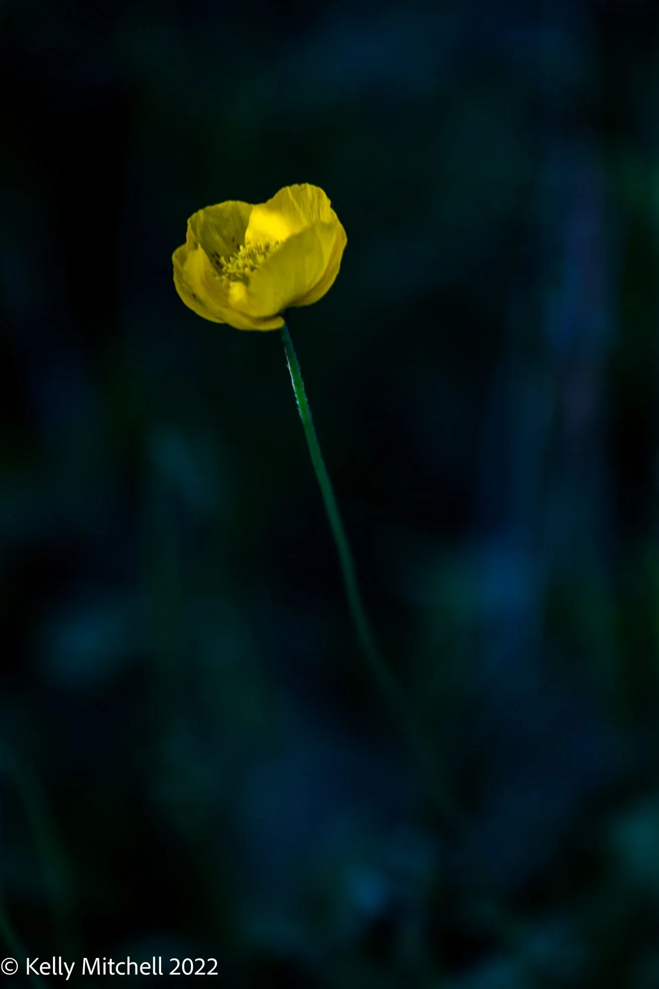 Reader’s Rock Garden Flowers
