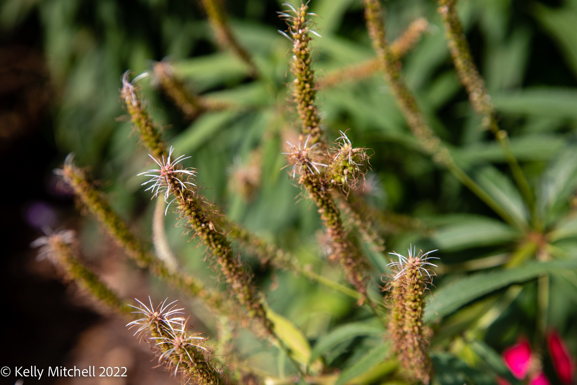 FLOWER FOTO TUESDAYS