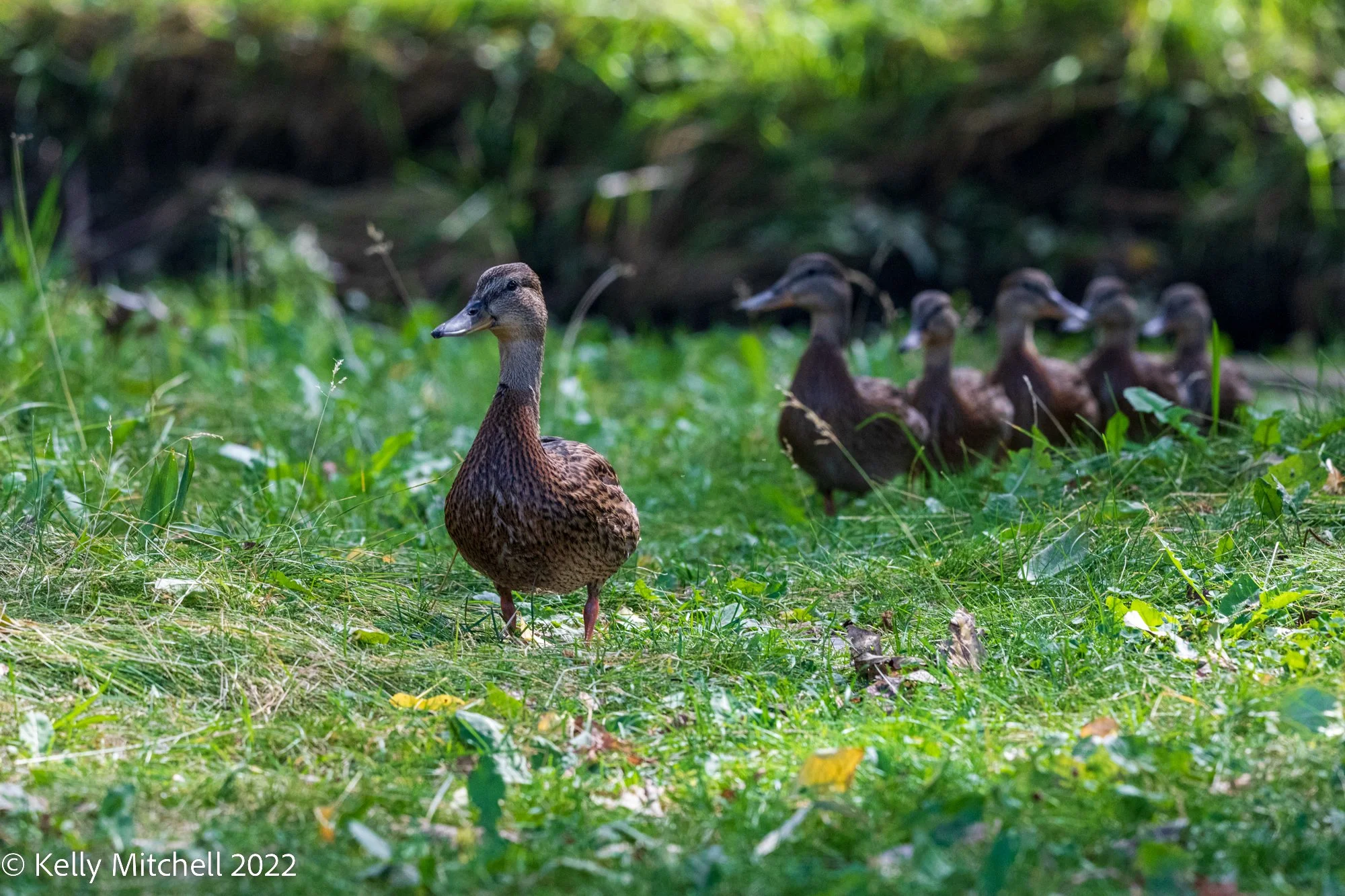 My Ducks In a Row?!?!