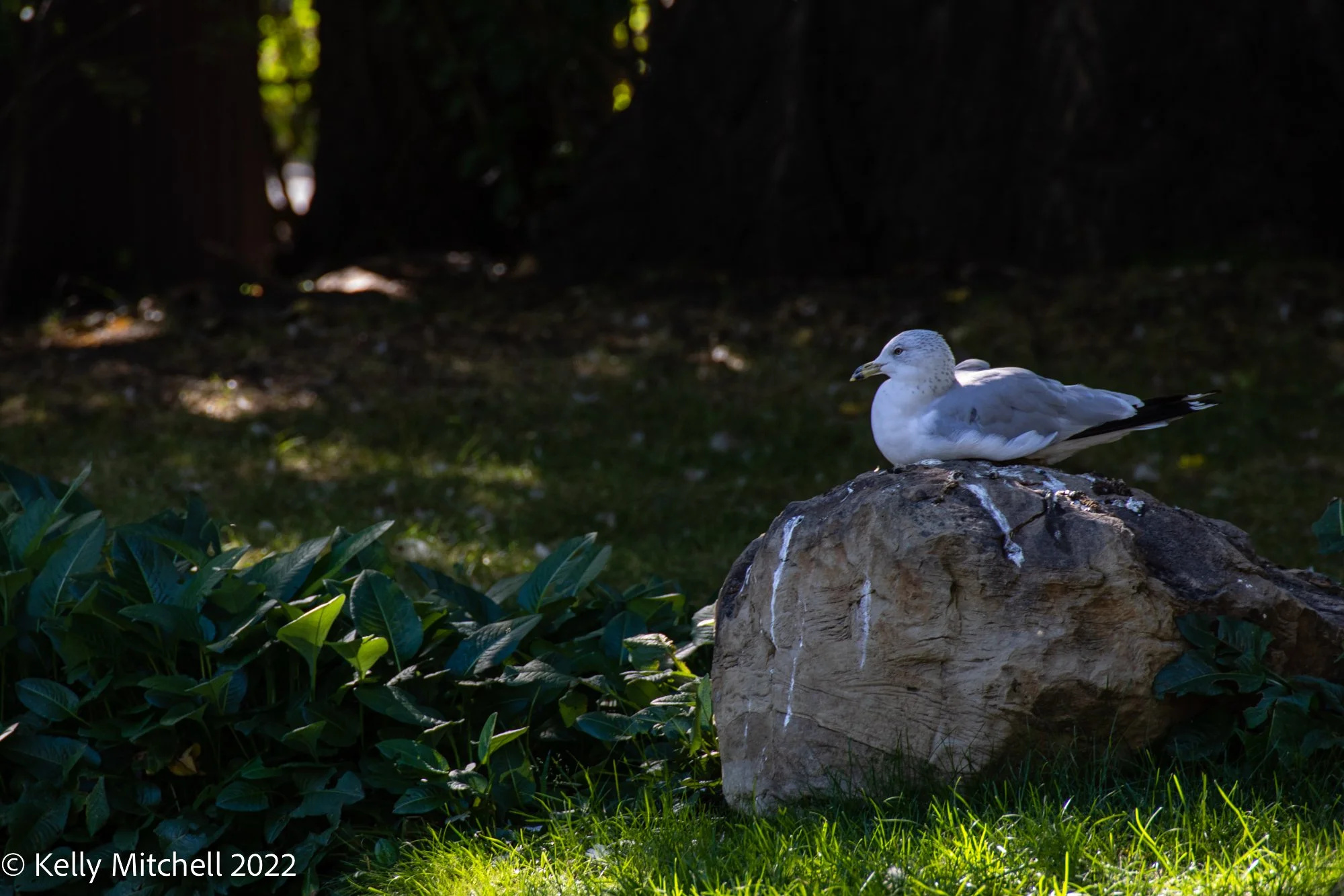 Birdie Day