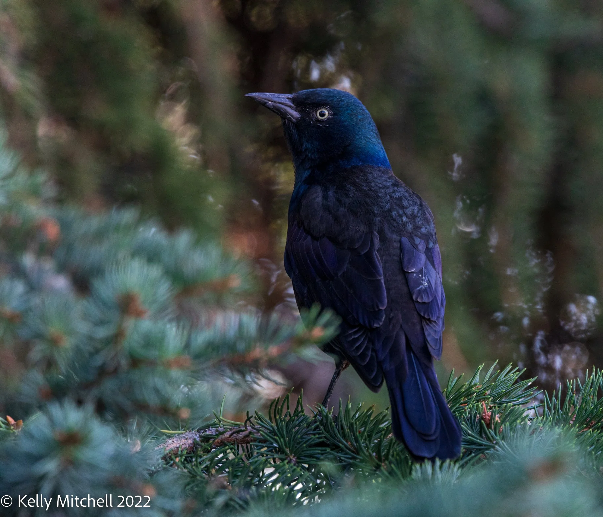 Grackles are Gathering
