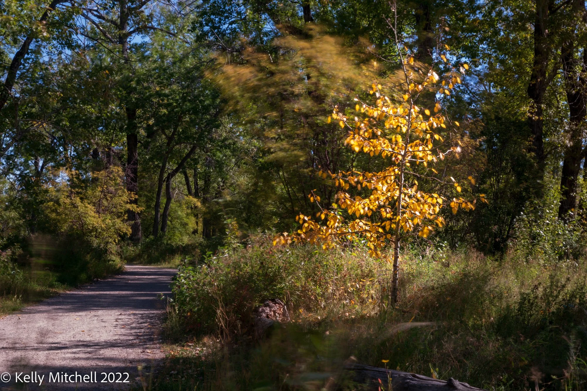 Long Exposure Fall