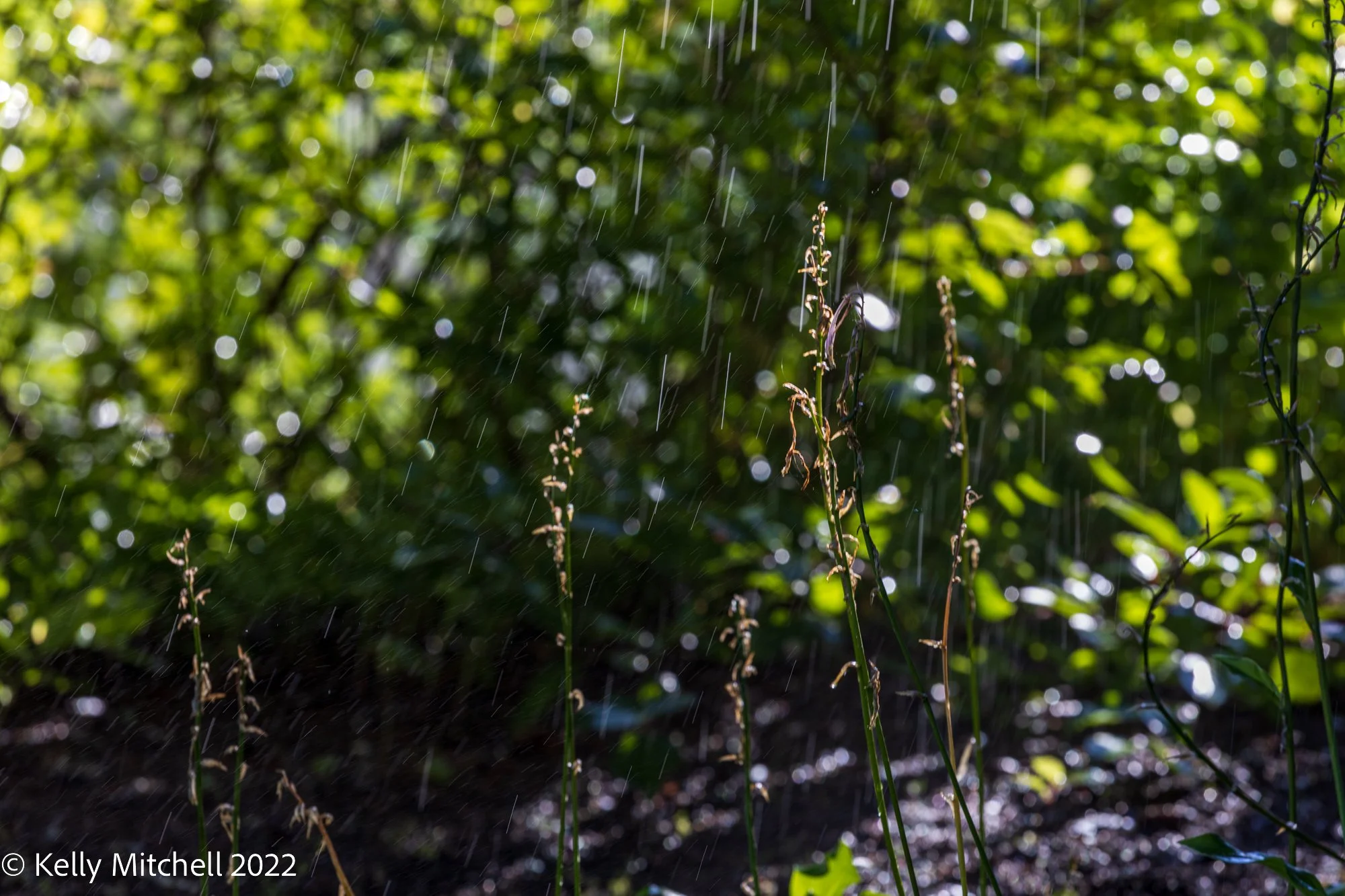 Little Water Does Wanders