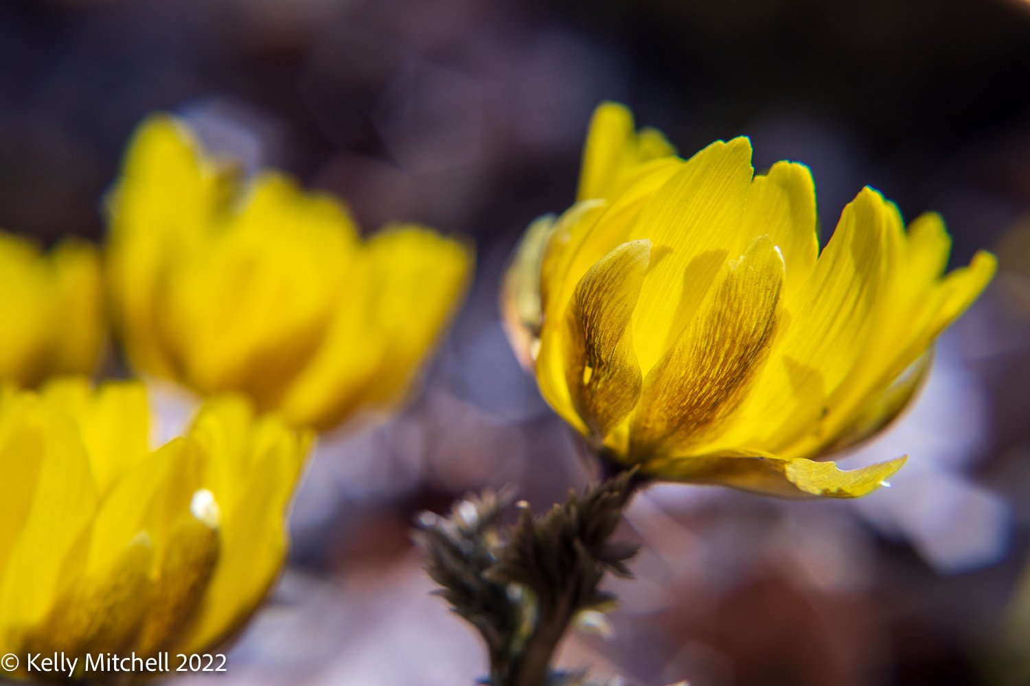 Foto Flower Fridays