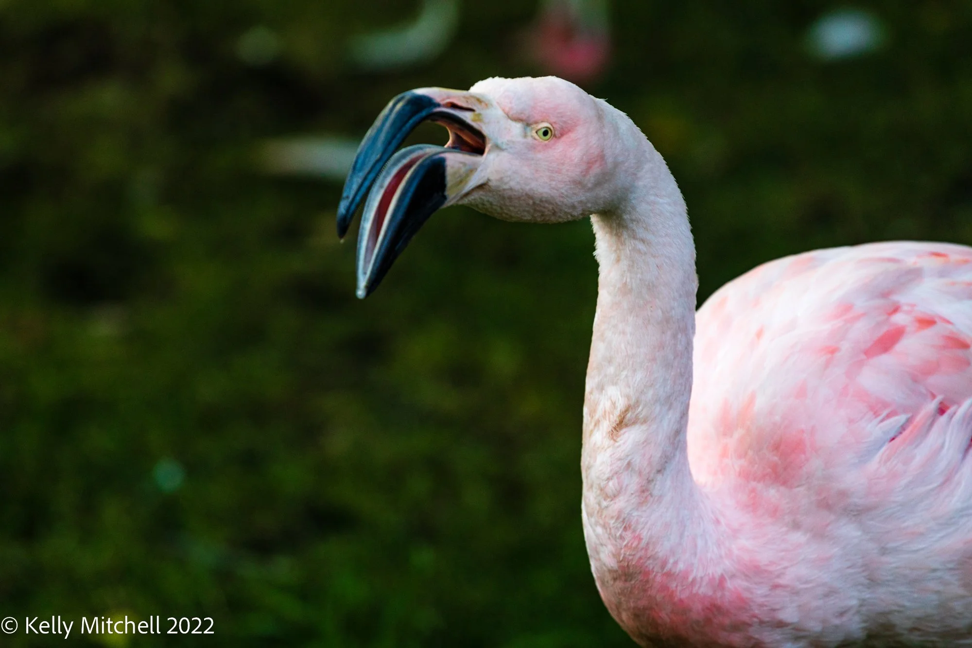 Cheeky Flamingo!!