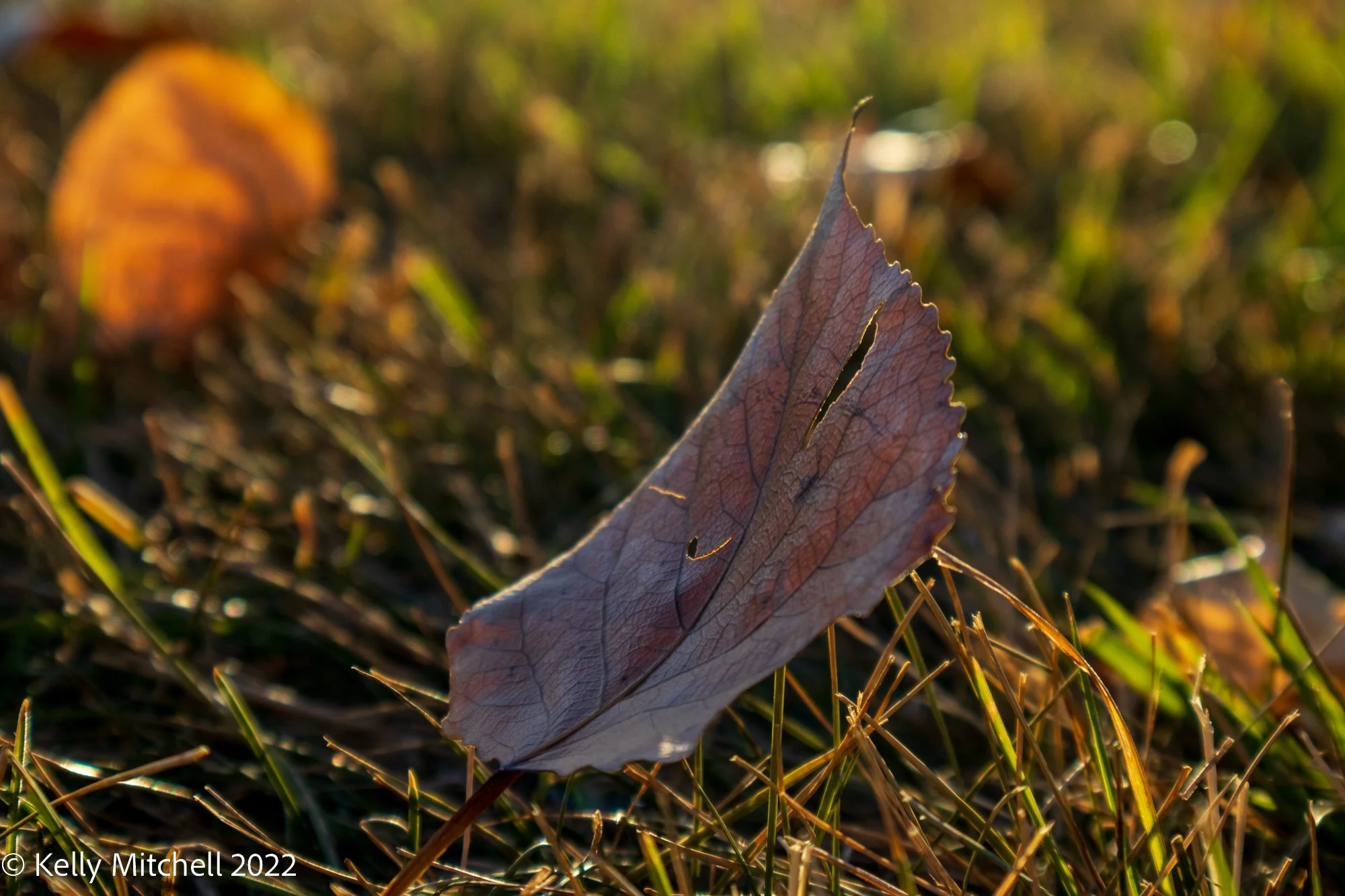 Pretty Leaves Everywhere!!