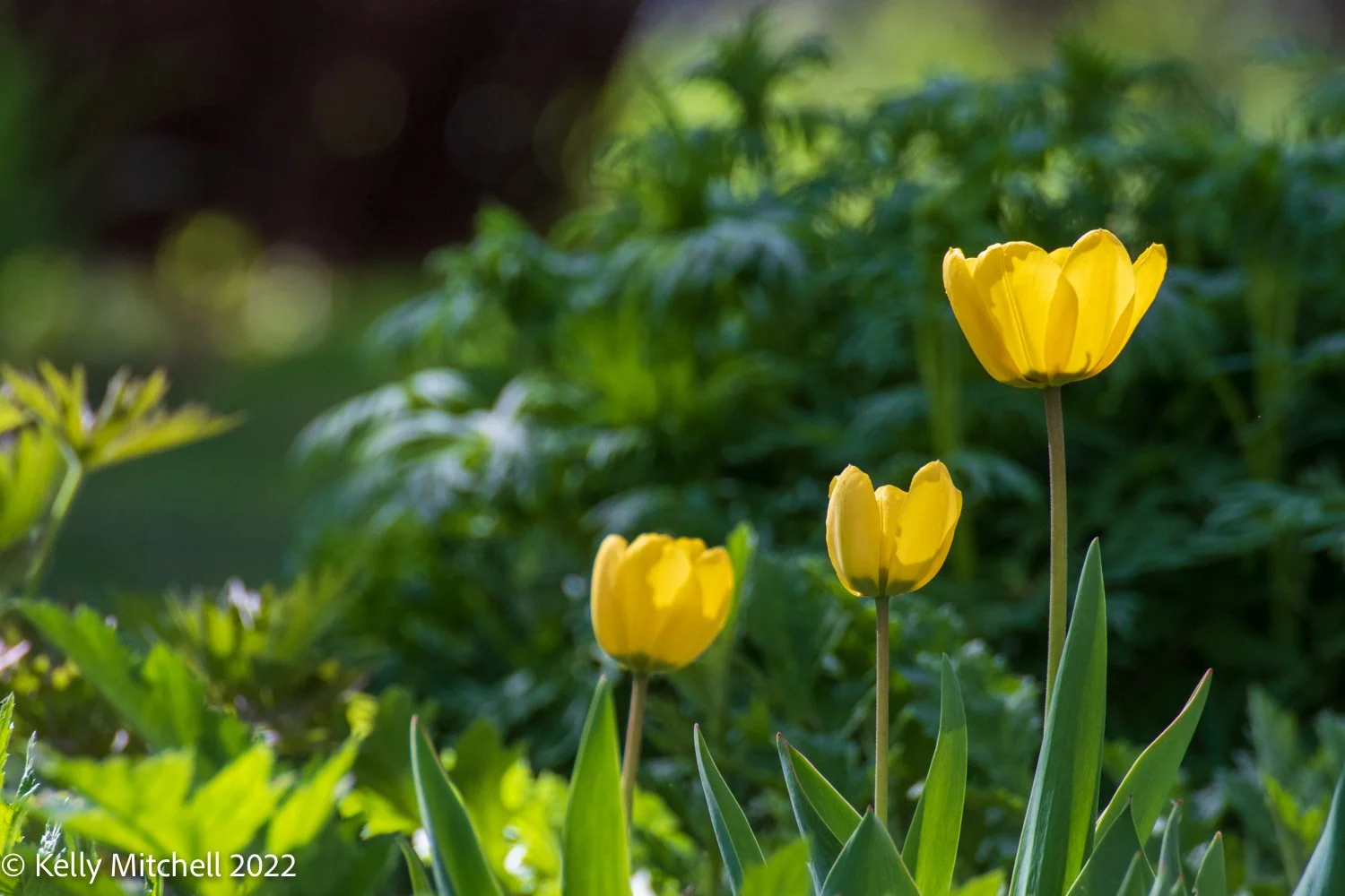 Foto Flower Friday