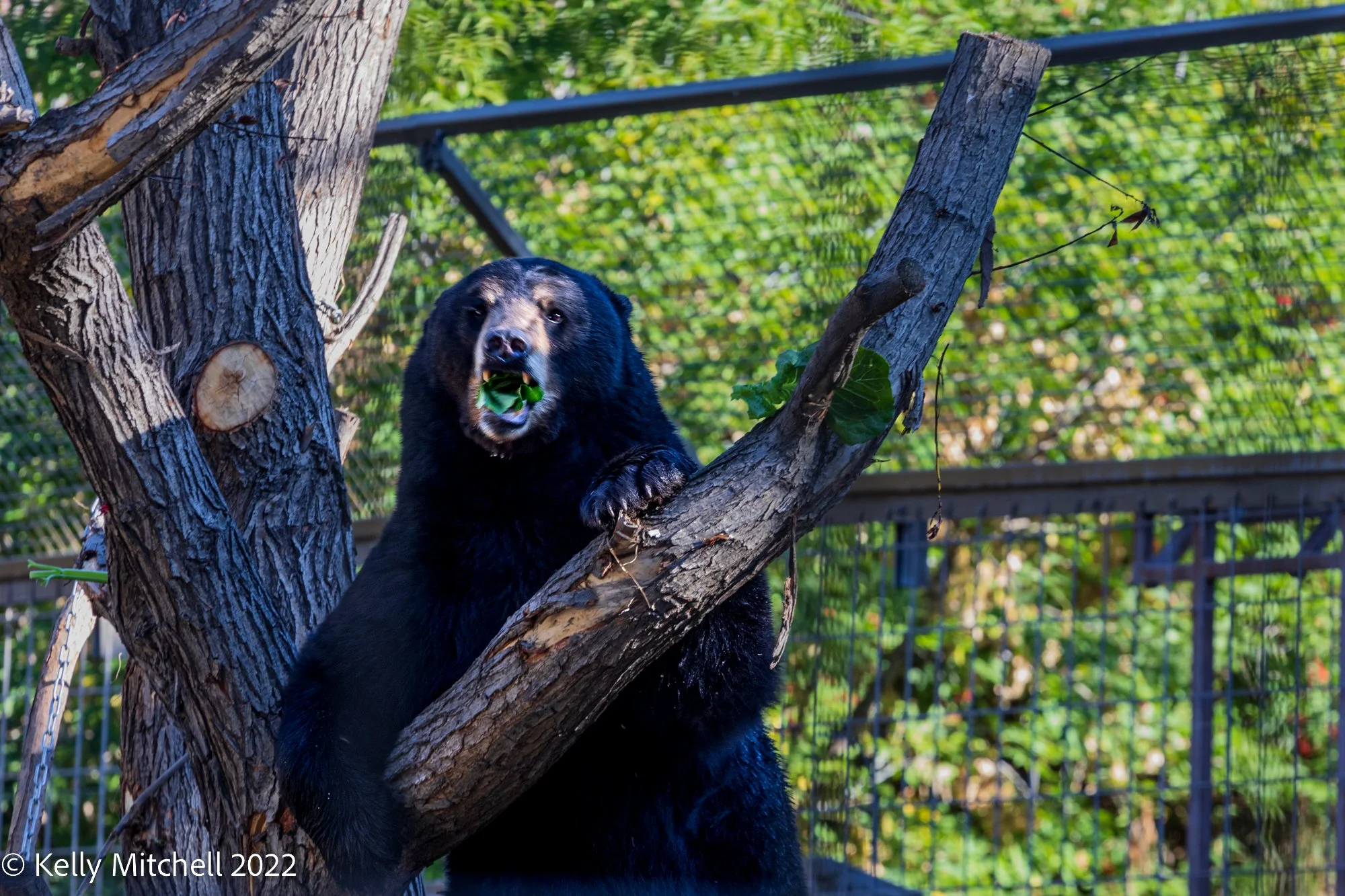 Bear at the Zoo