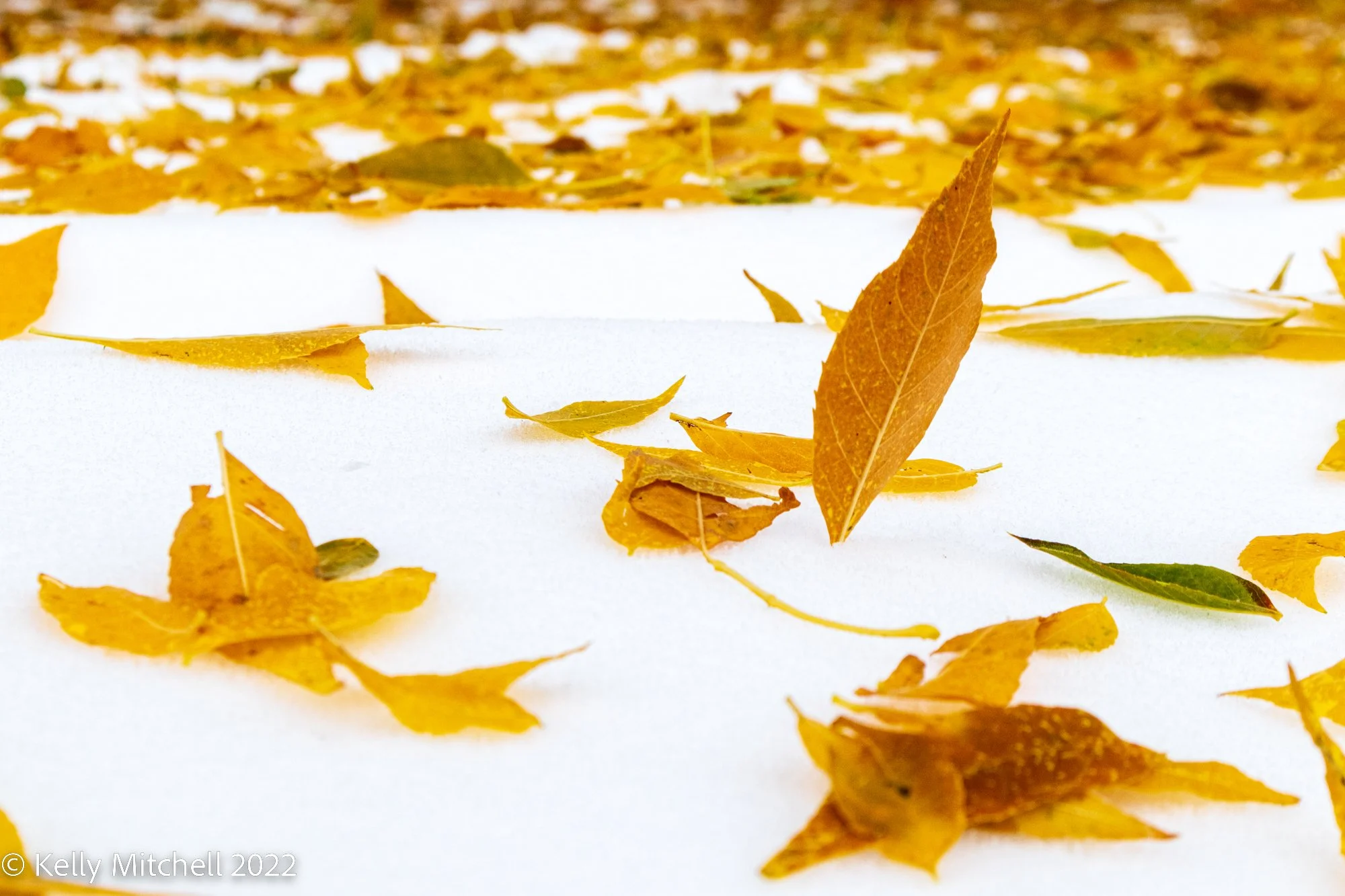 20221024-_MG_1310.jpg