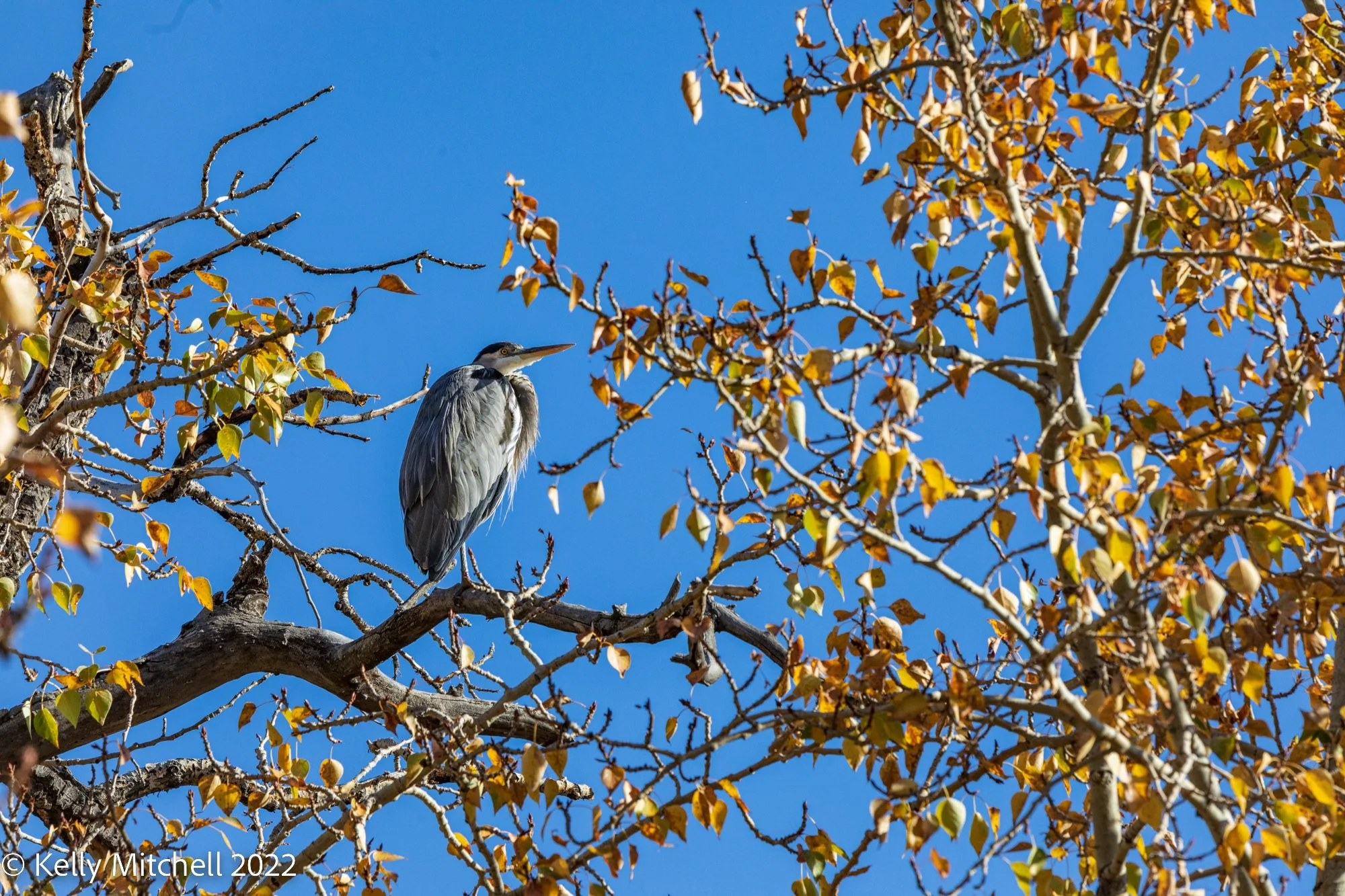Great Blue Herons