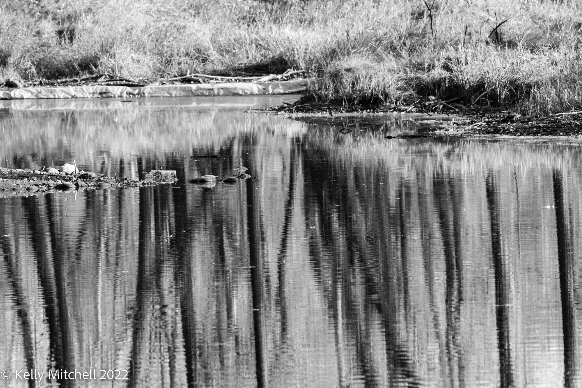 Inglewood Black &amp; Whites