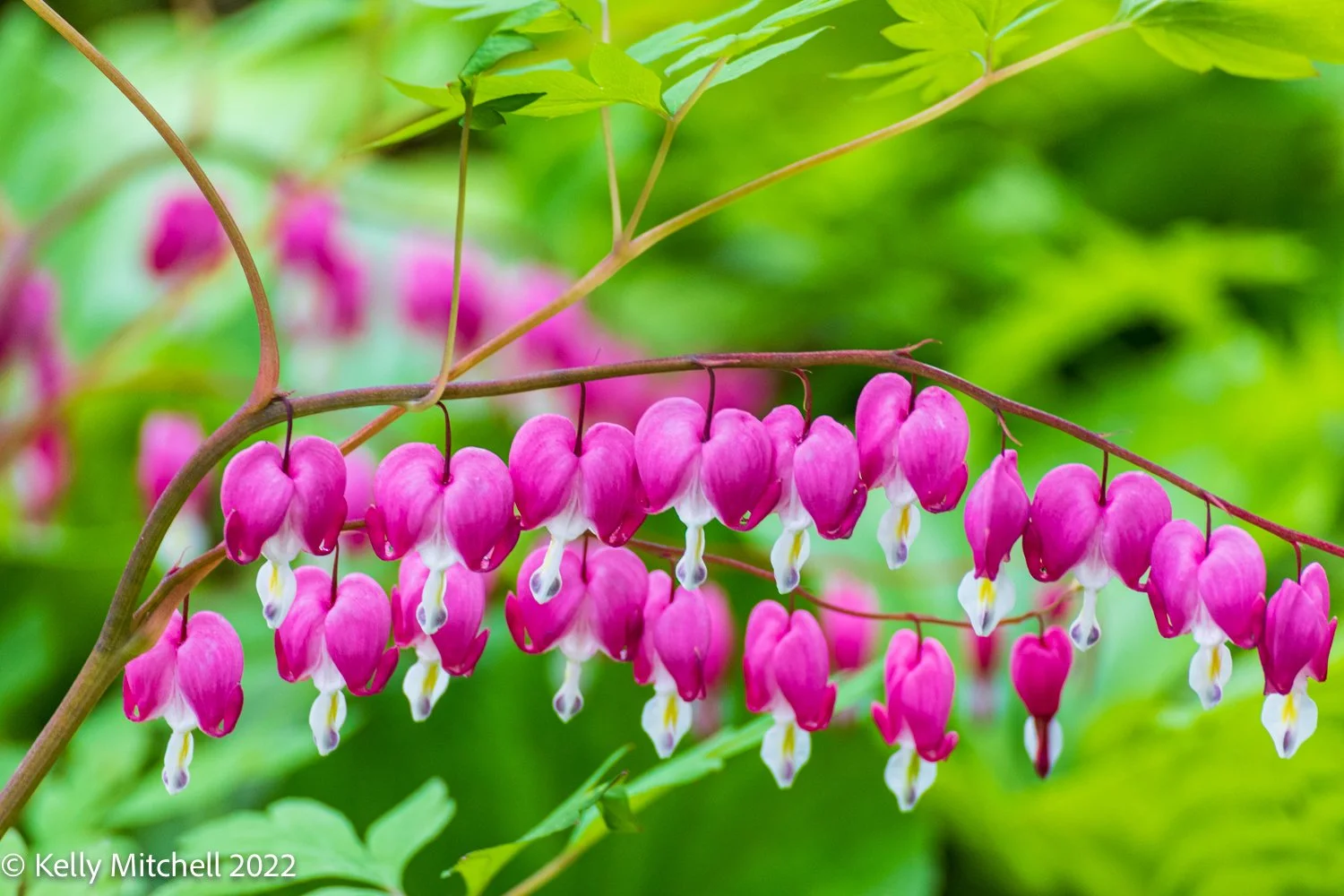 Flower Foto Fridays