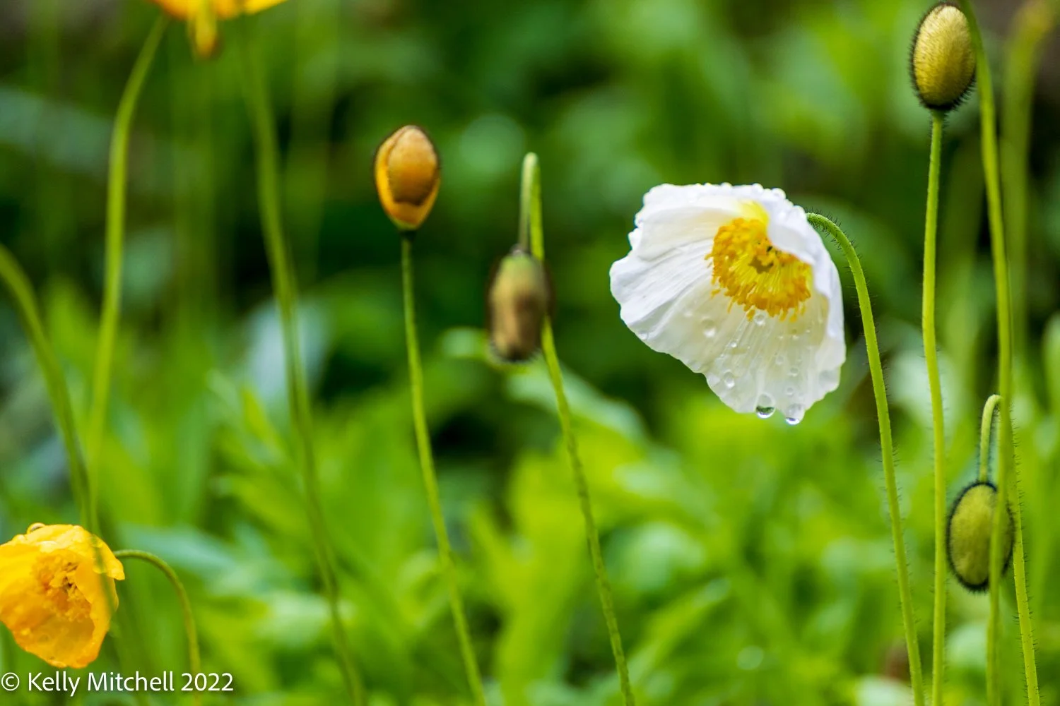 FOTO FLOWER FRIDAYS
