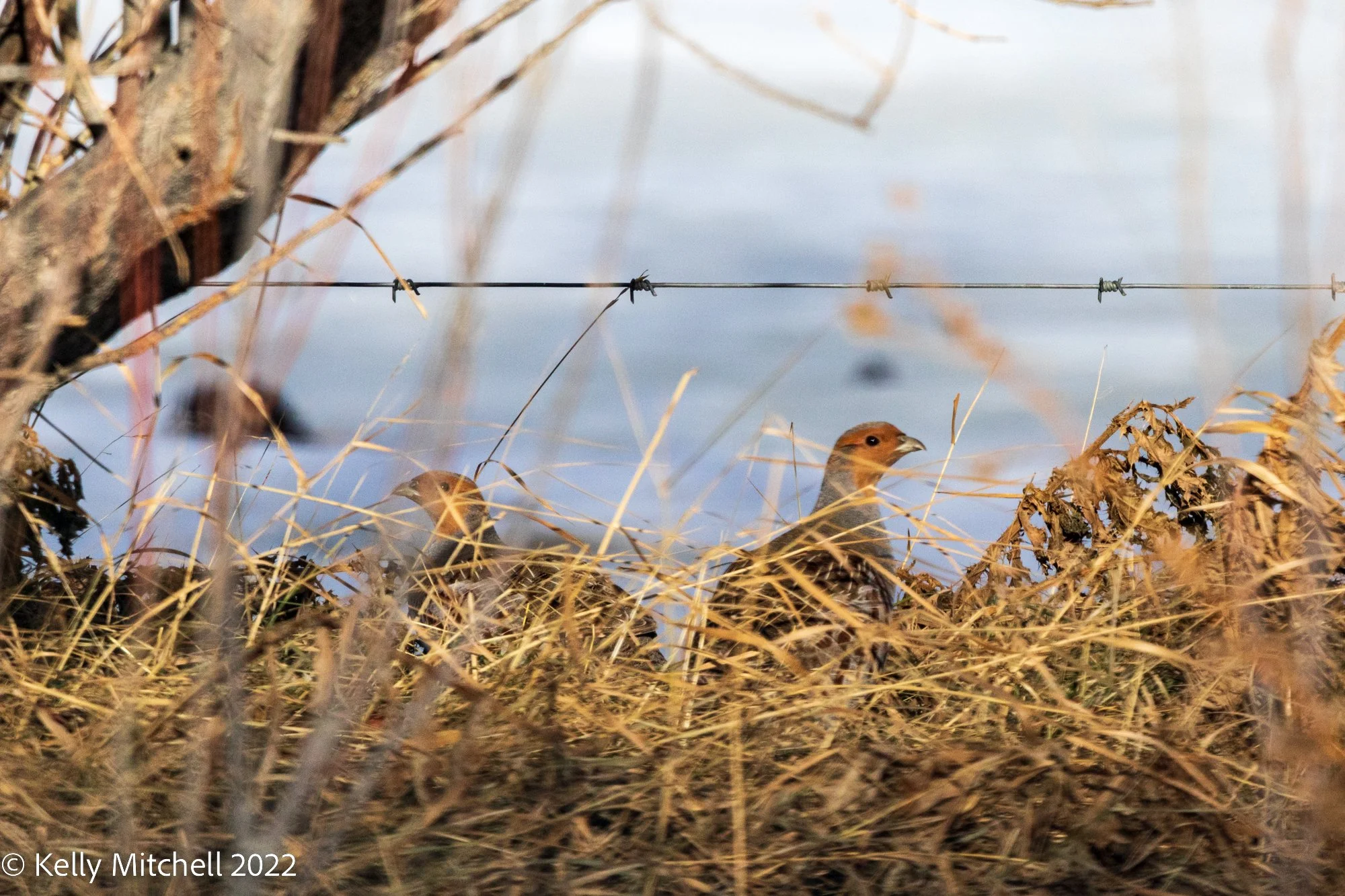Gray Partridge 