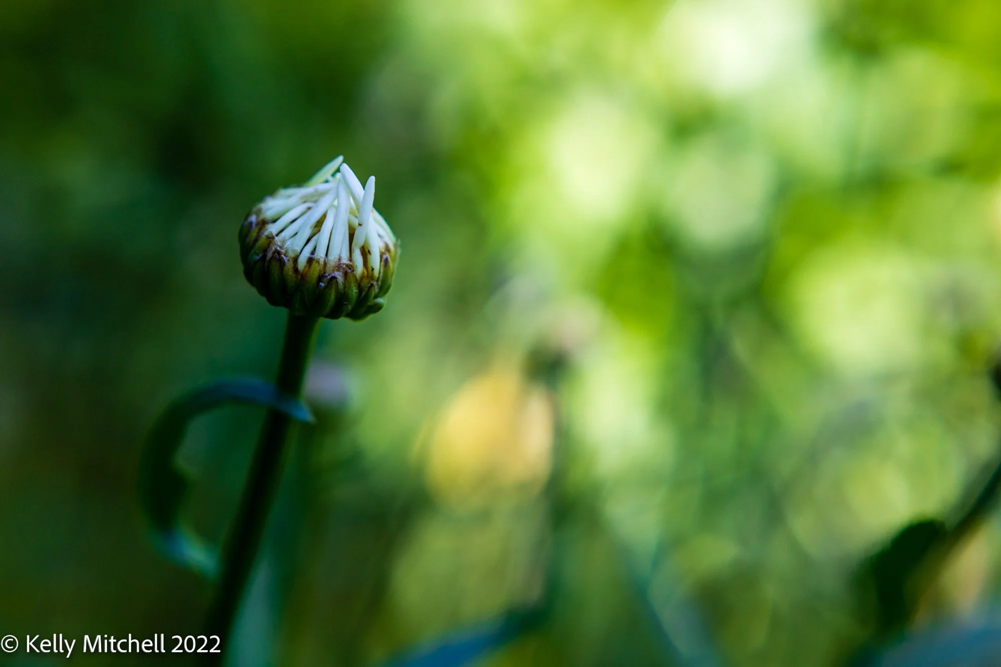 Halifax Public Gardens