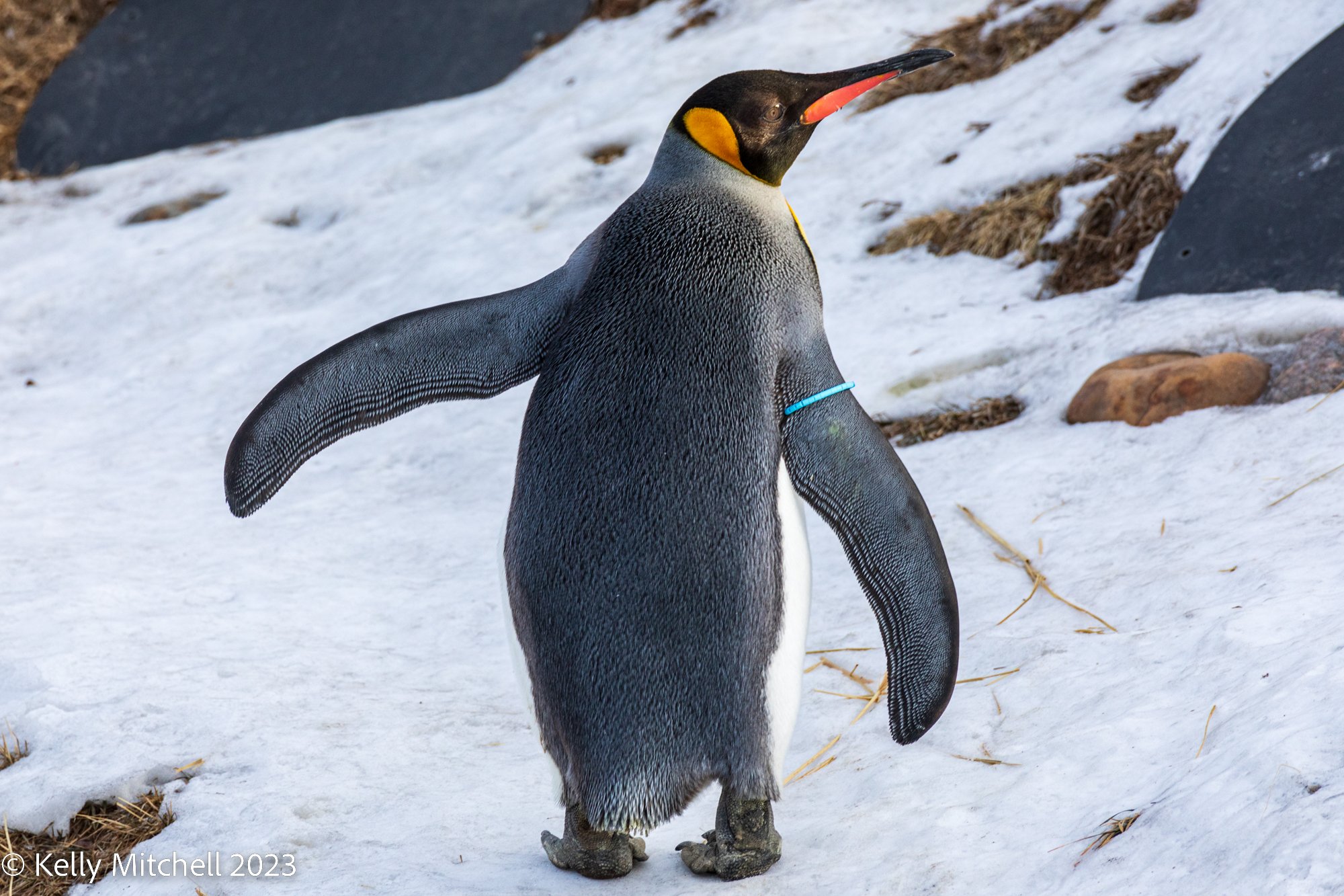KING PENGUIN WADDLE!!