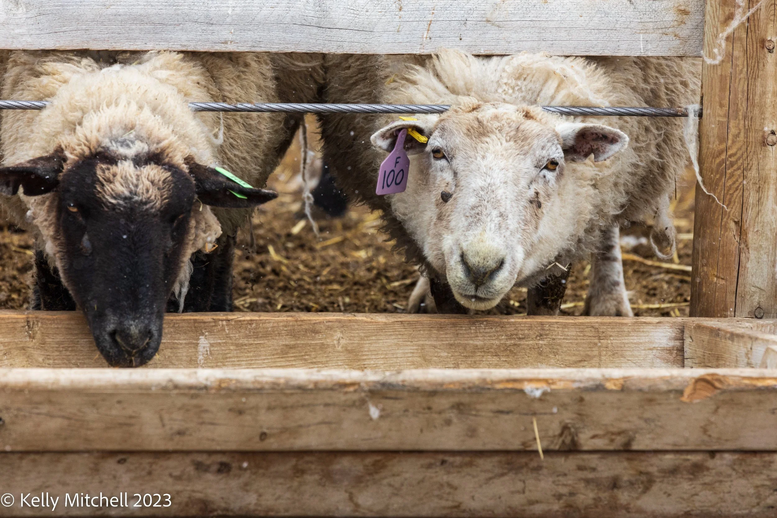 APRIL'S SHORT VIDEO OF THE MONTH - SHEEP/LAMB VIDEOS