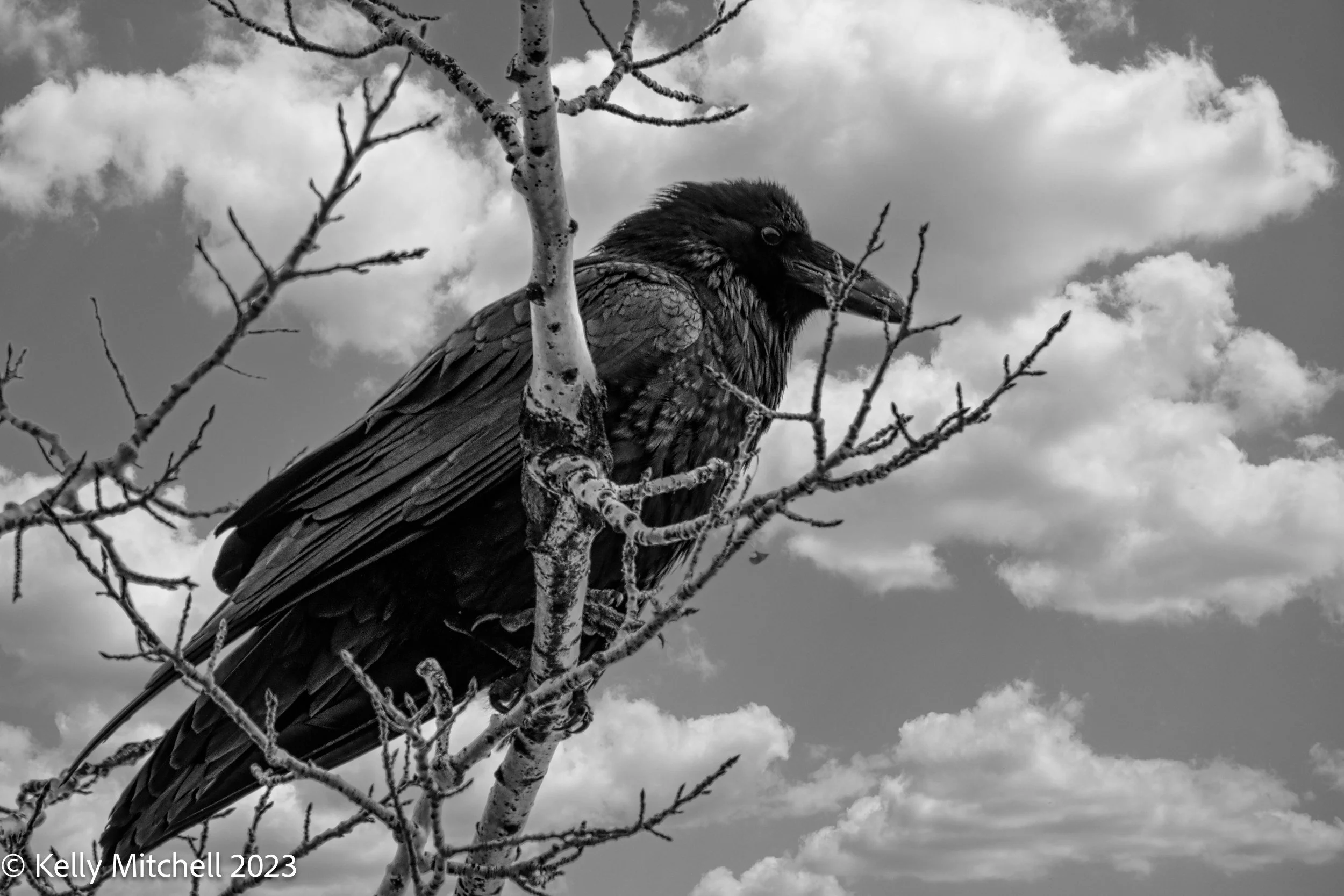 A Crow in a Tree