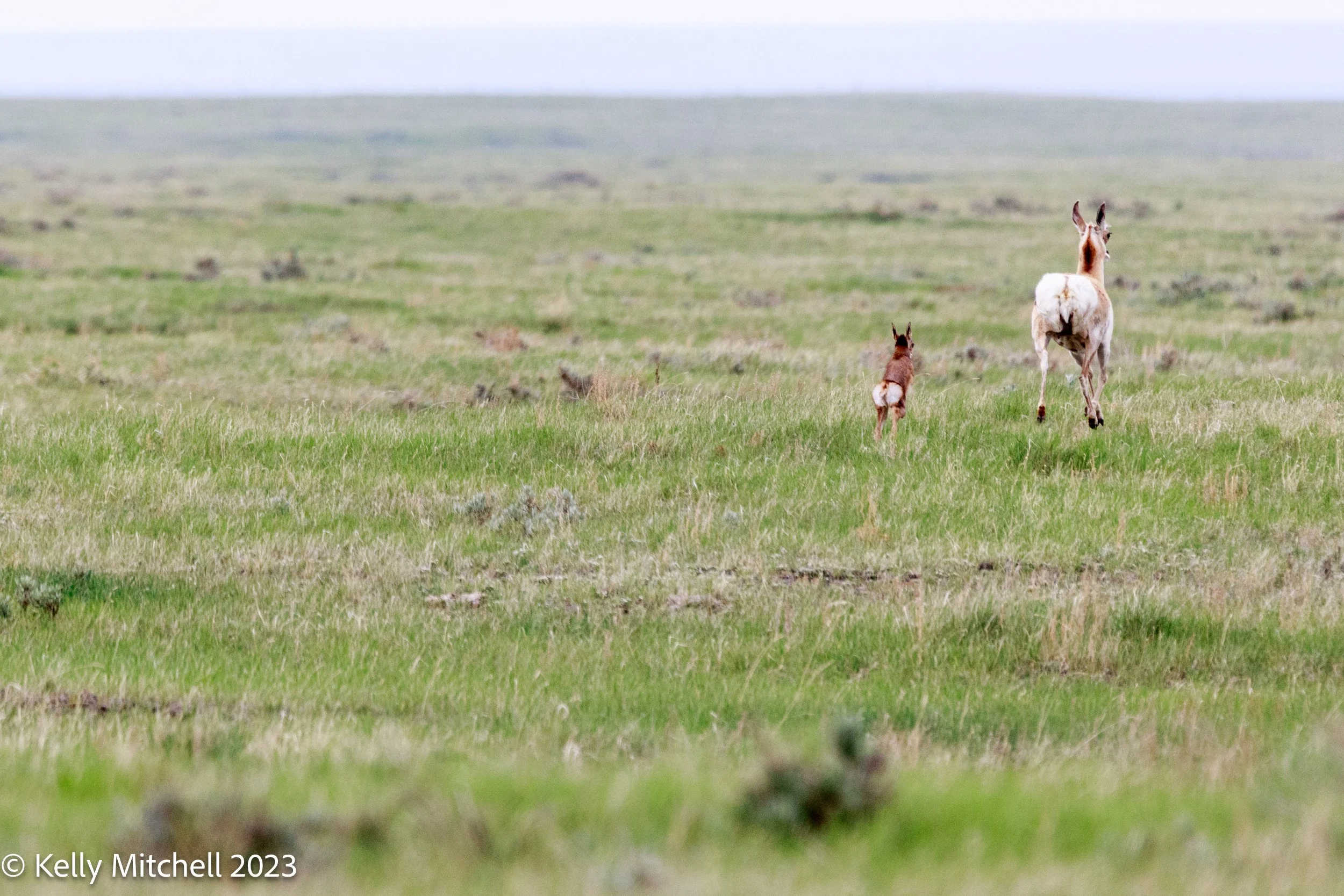 GRASSLANDS ADVENTURE
