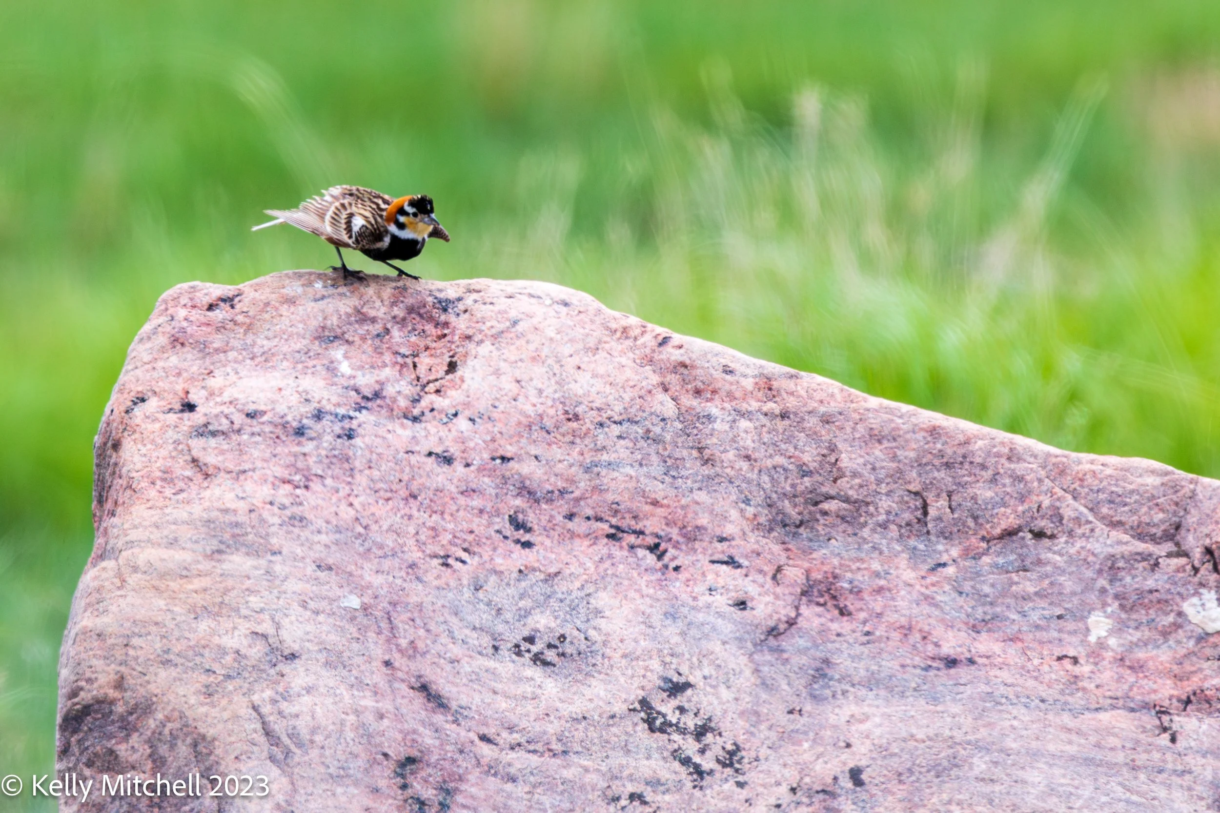 GRASSLANDS ADVENTURE
