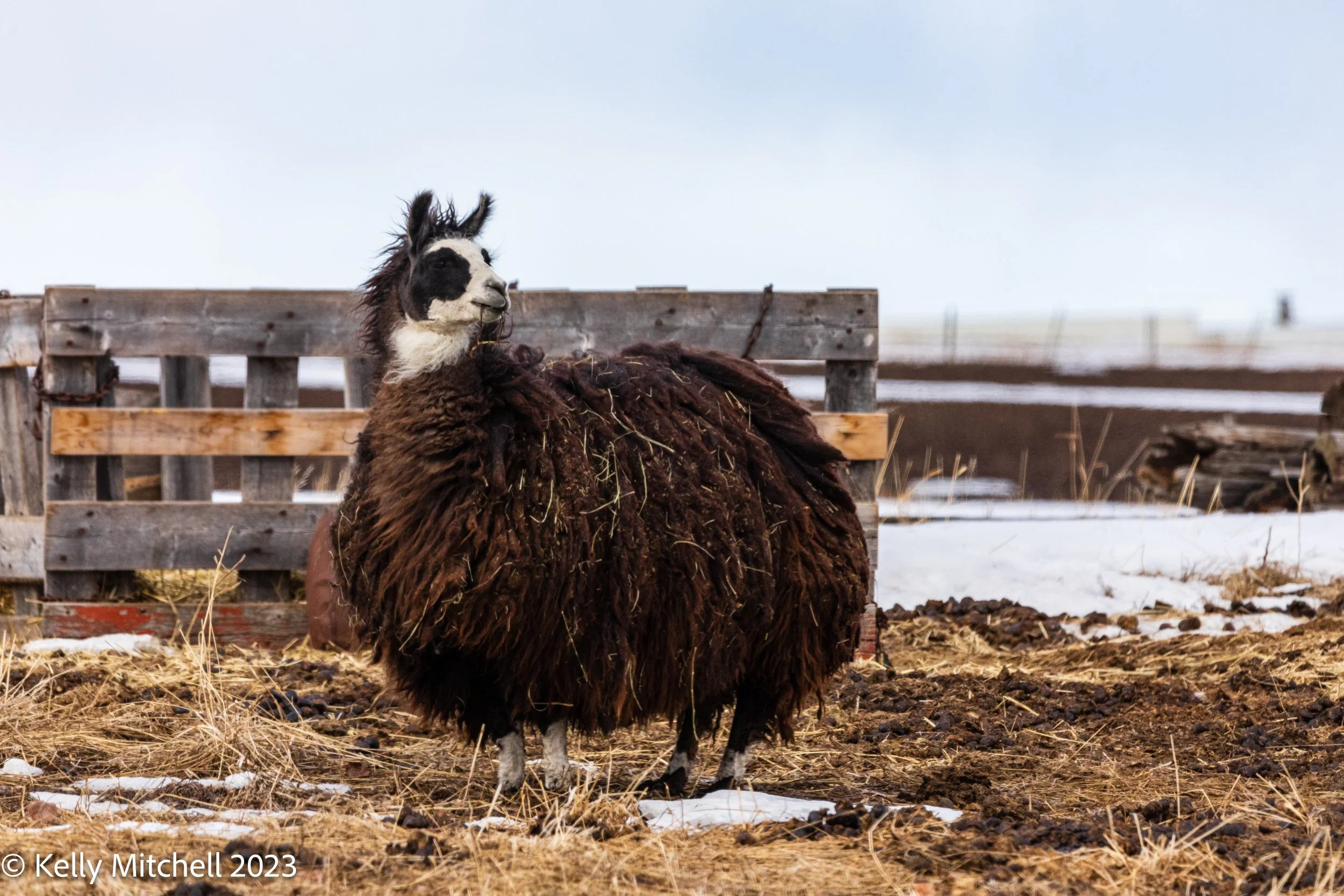 LAMA DAY 