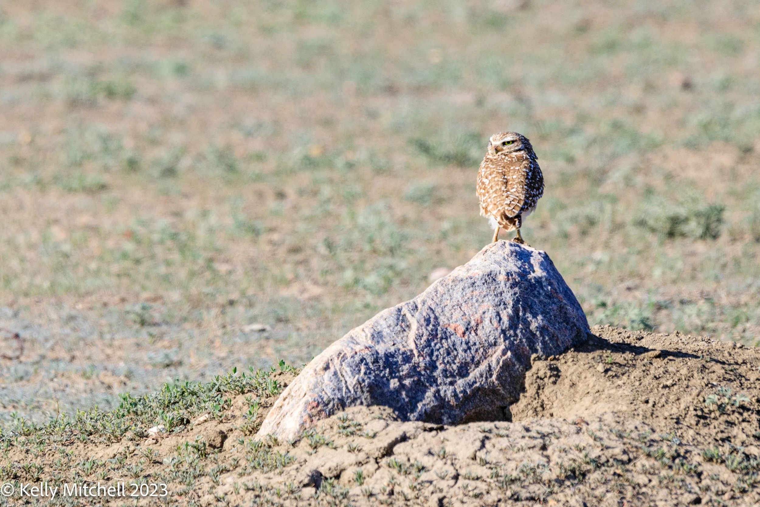 Burrowing Owl