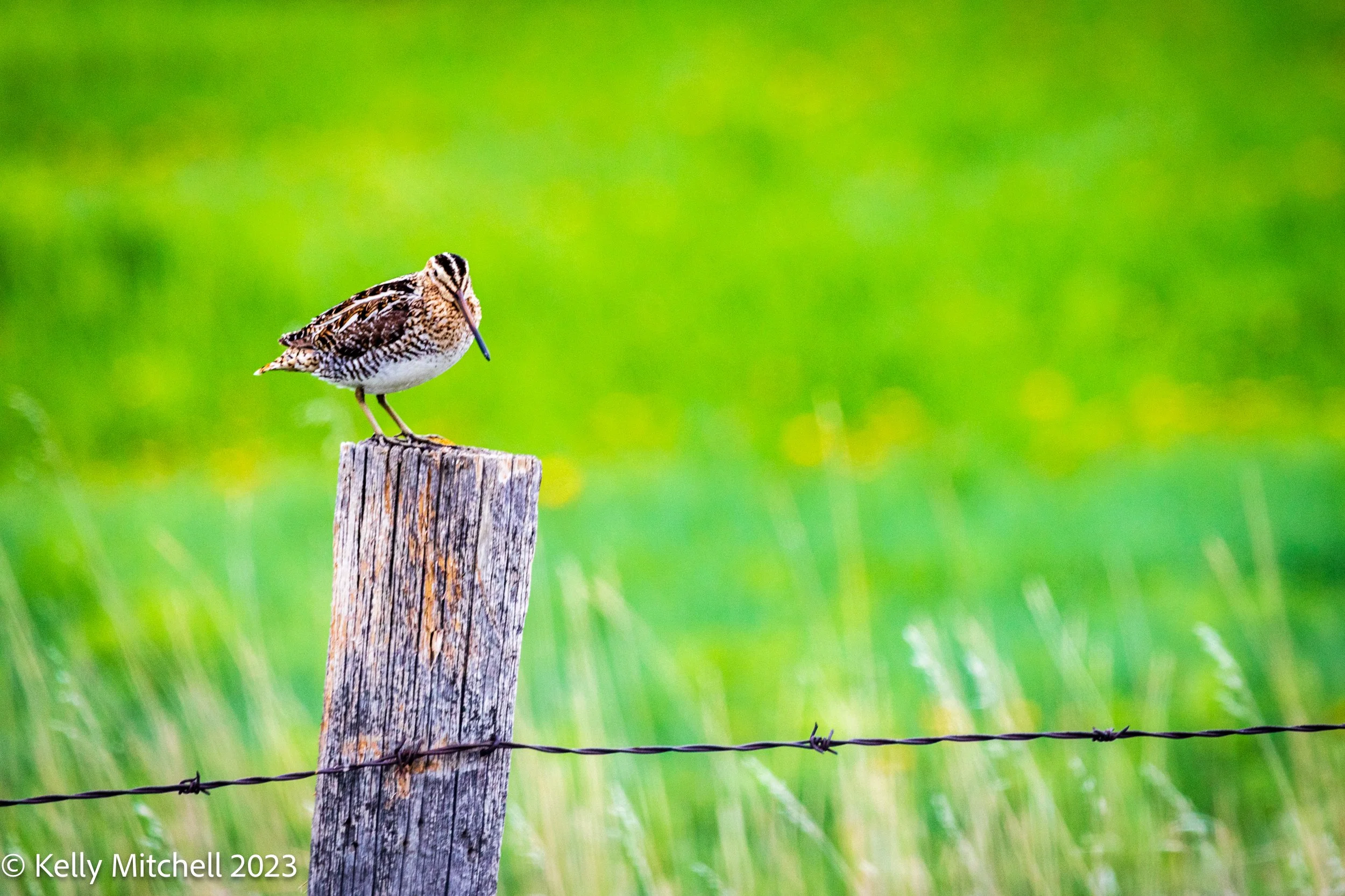 Wilson's Snipe