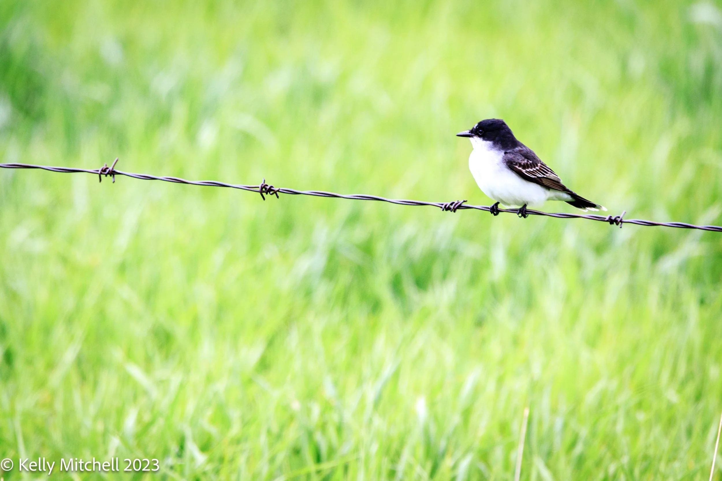 Eastern Kingbird