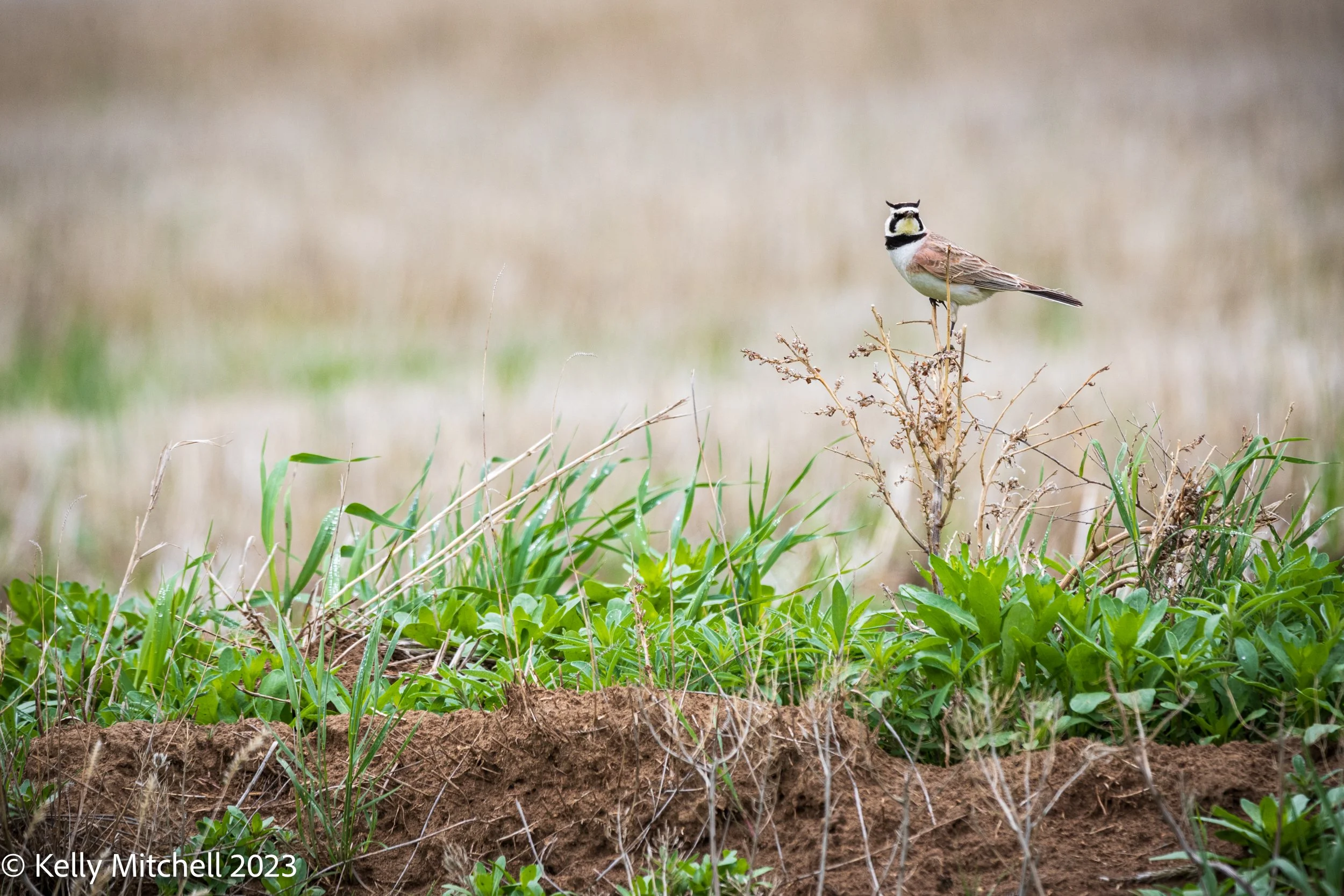 Horned Lark