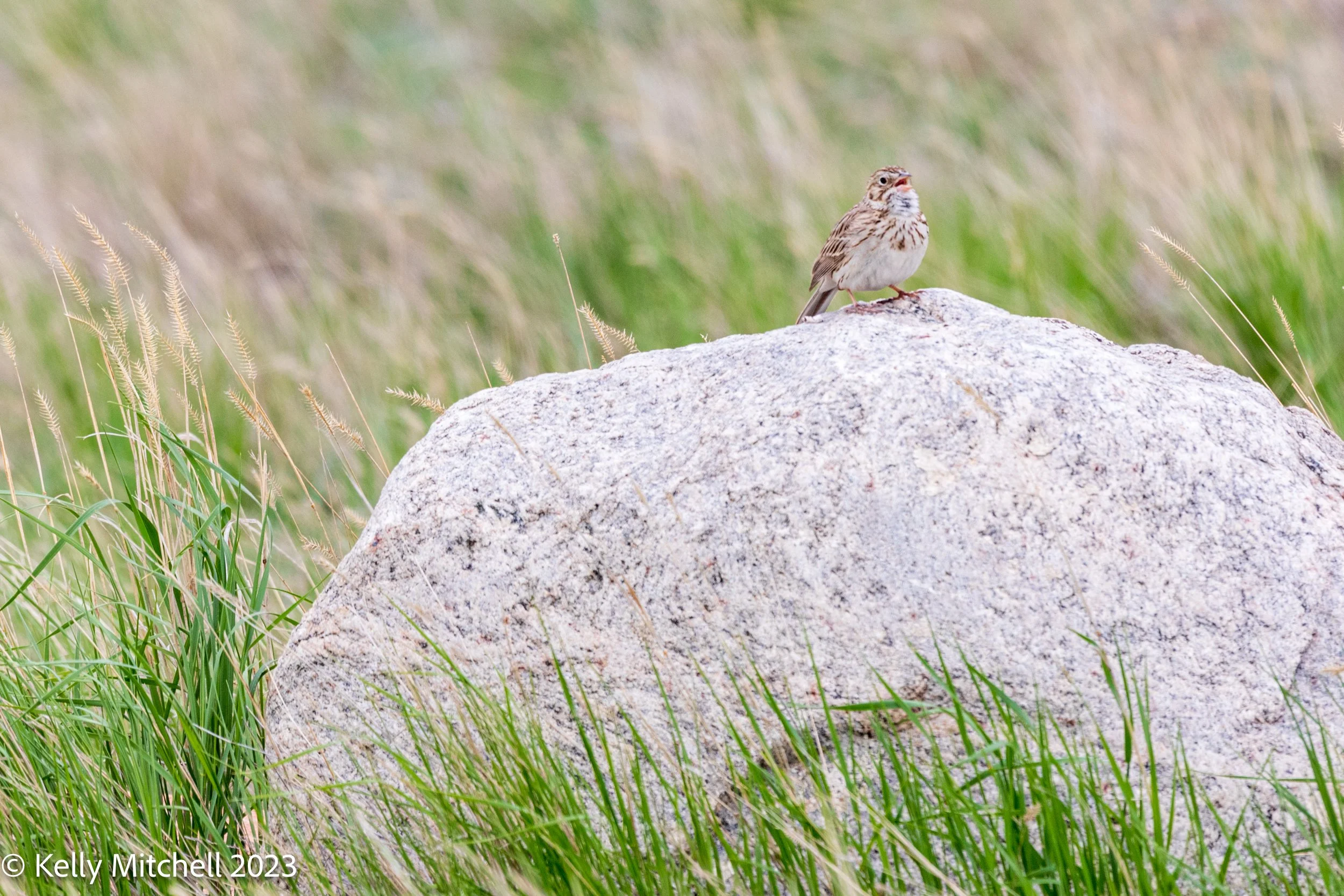 Savannah Sparrow