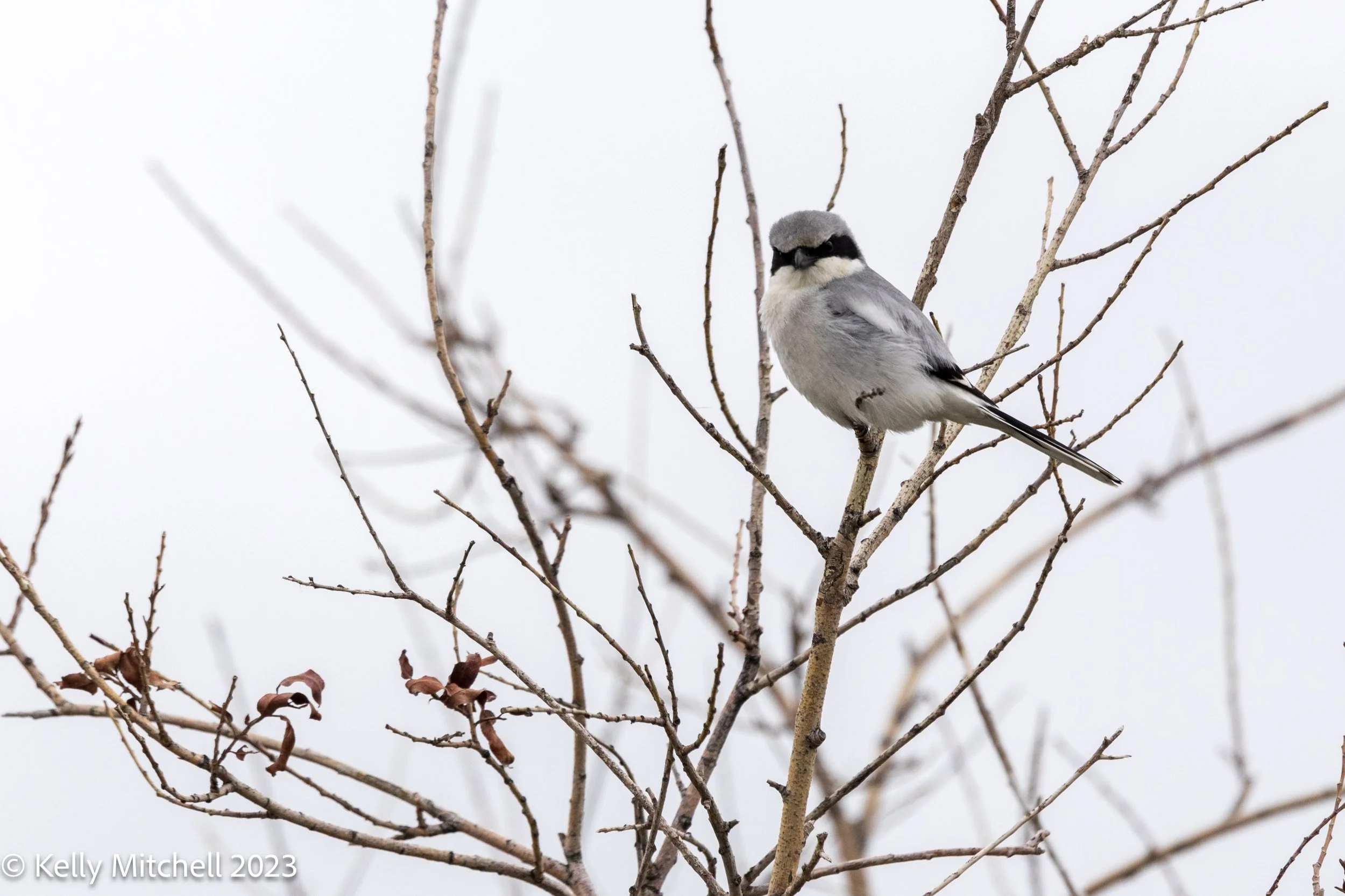Loggerhead Shrike 