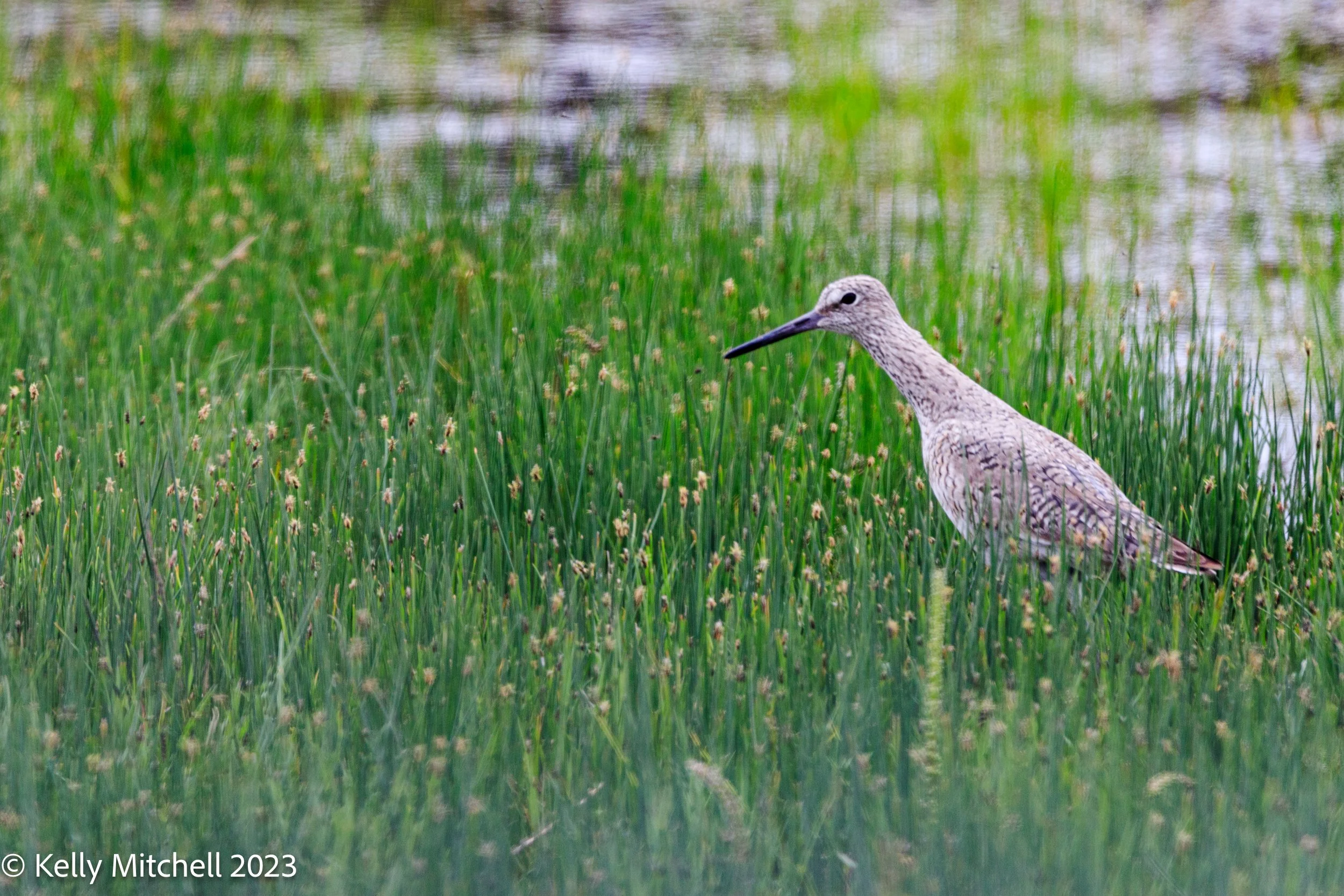 Greater Yellowlegs