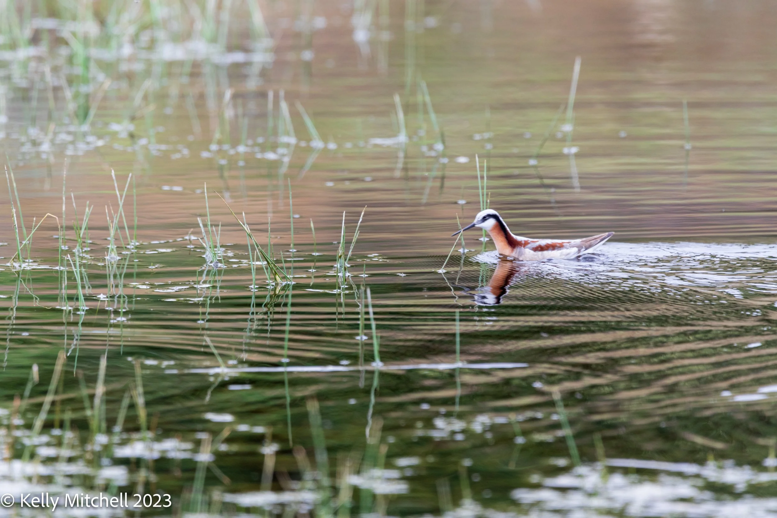 Wilson's Phalarope