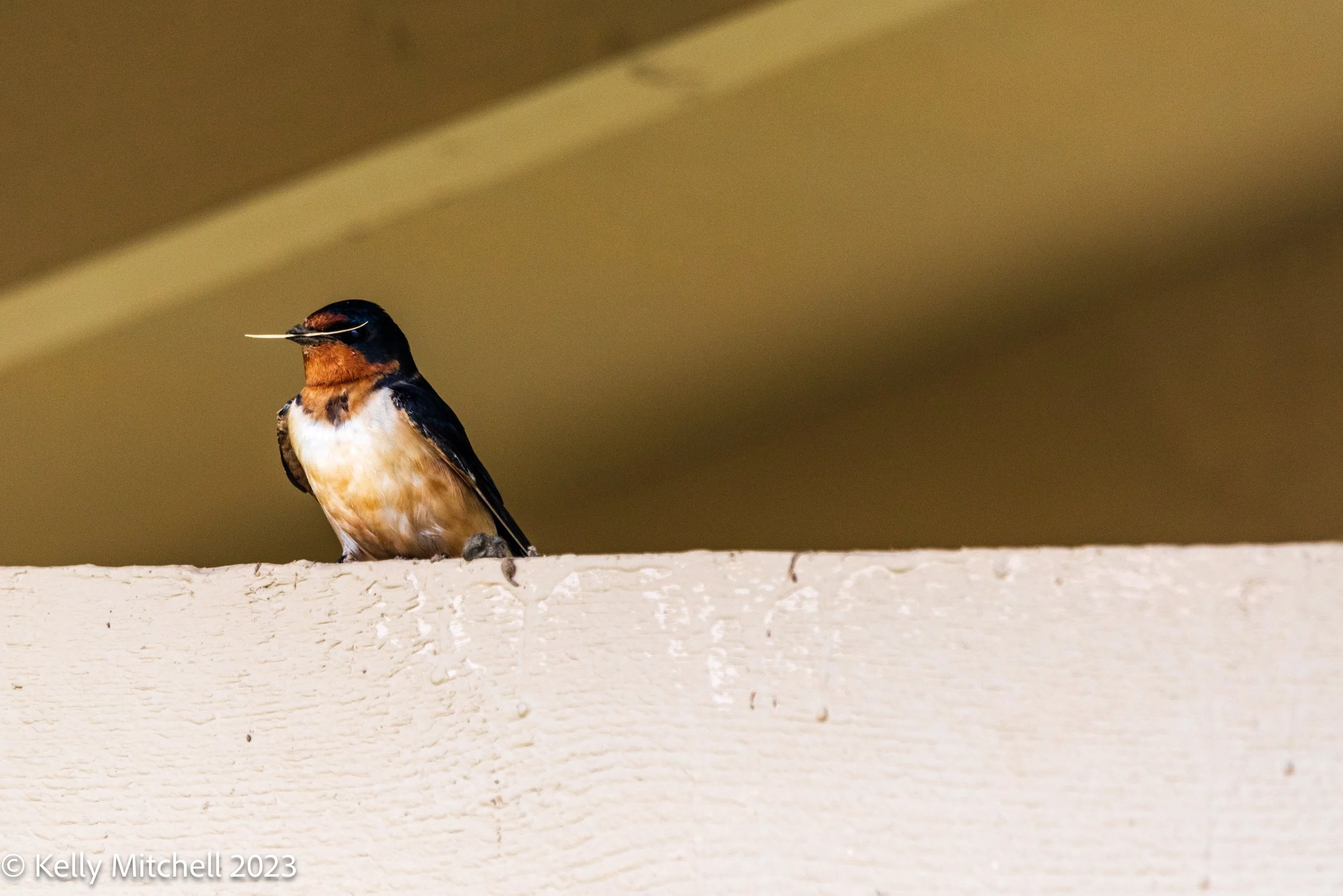 Barn Swallow