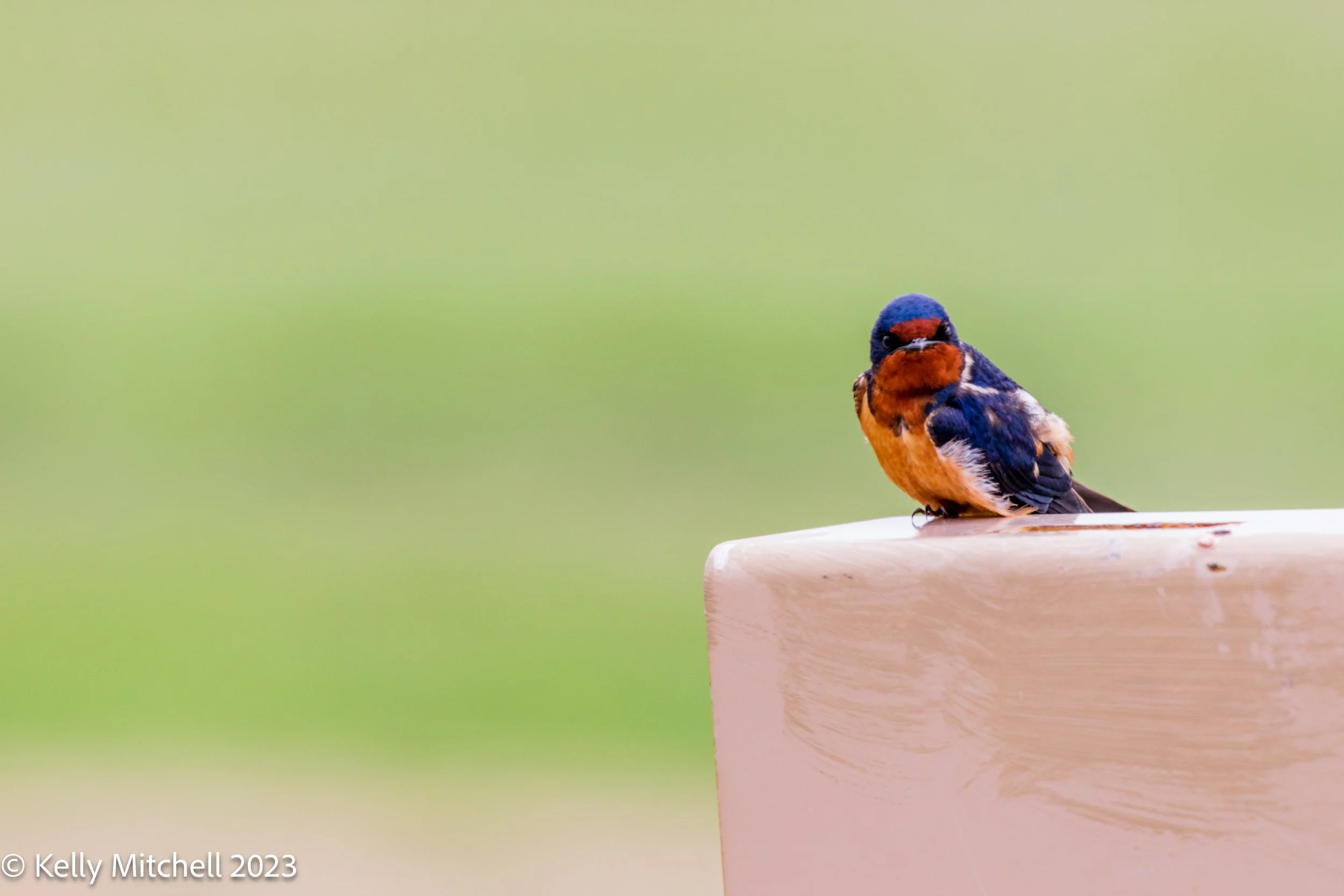 Barn Swallow