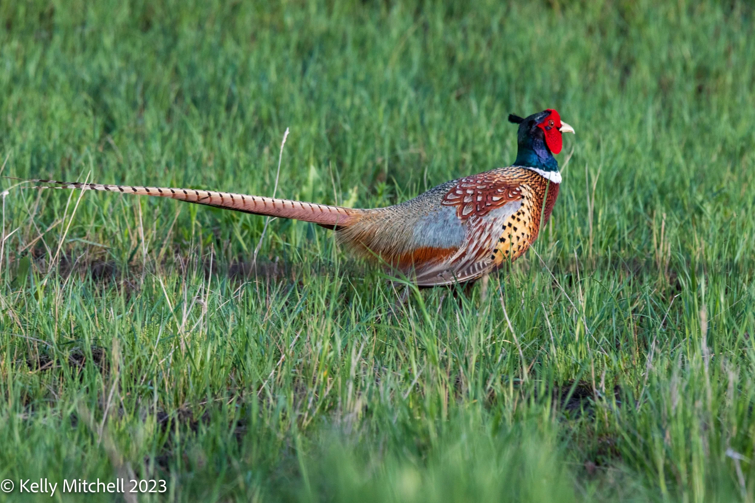 Ring-necked Pheasant