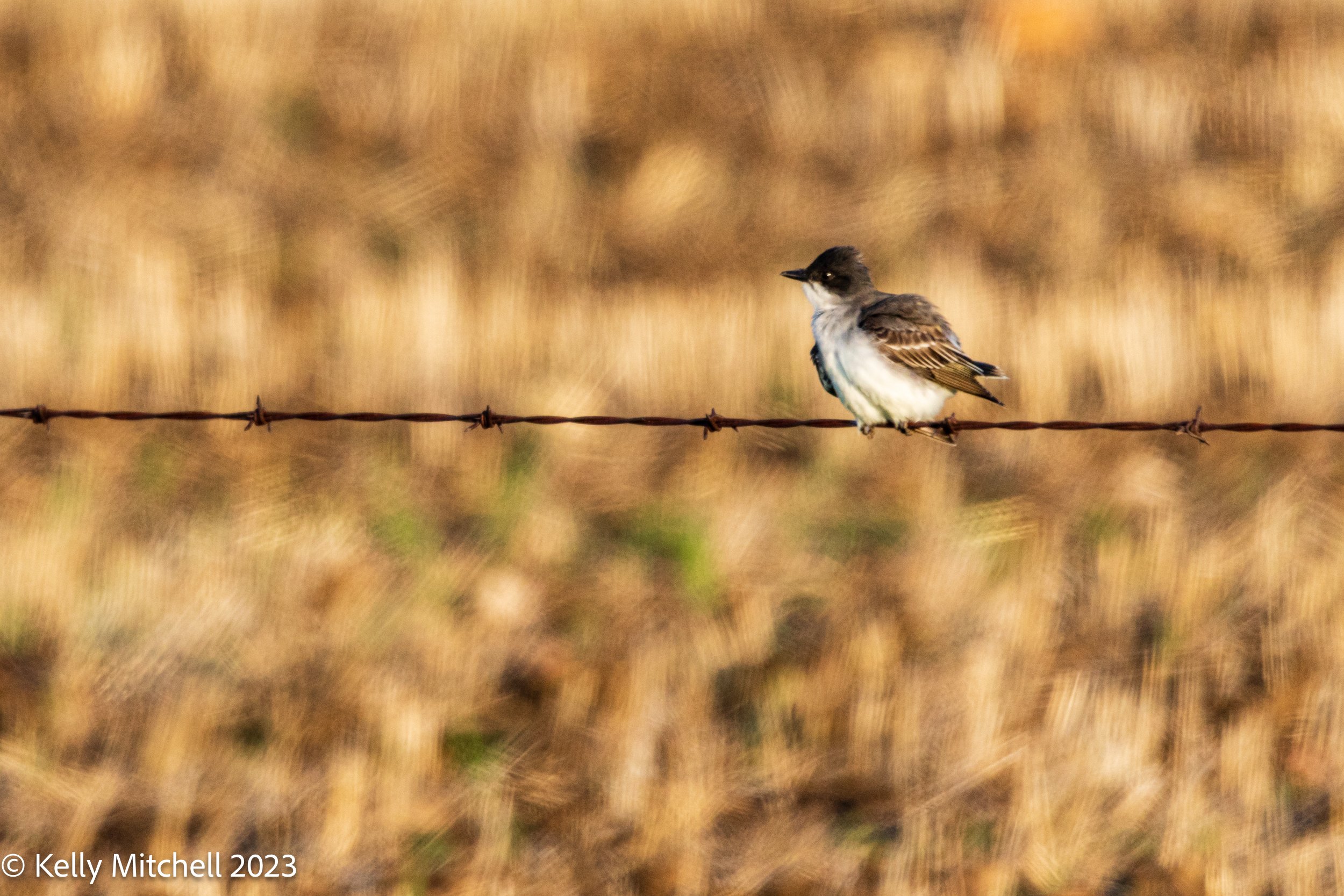 Eastern Kingbird