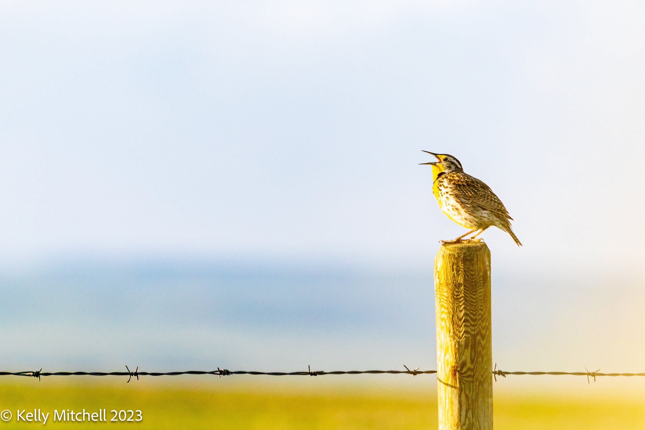 Meadow Lark