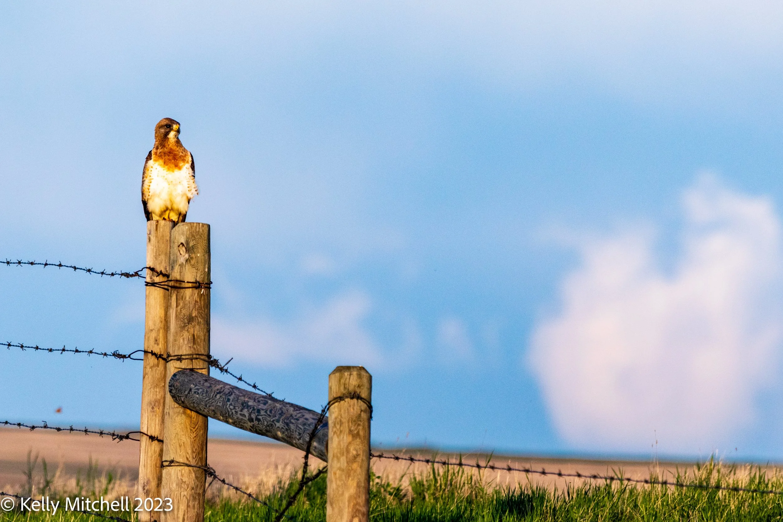 Swainson Hawk