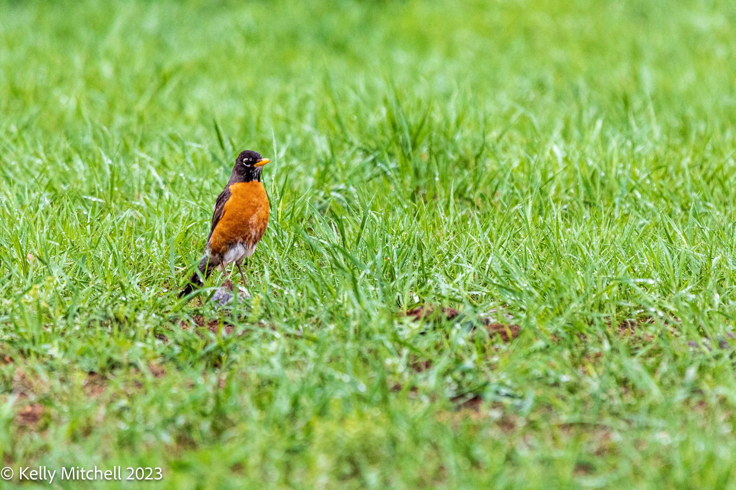 American Robin