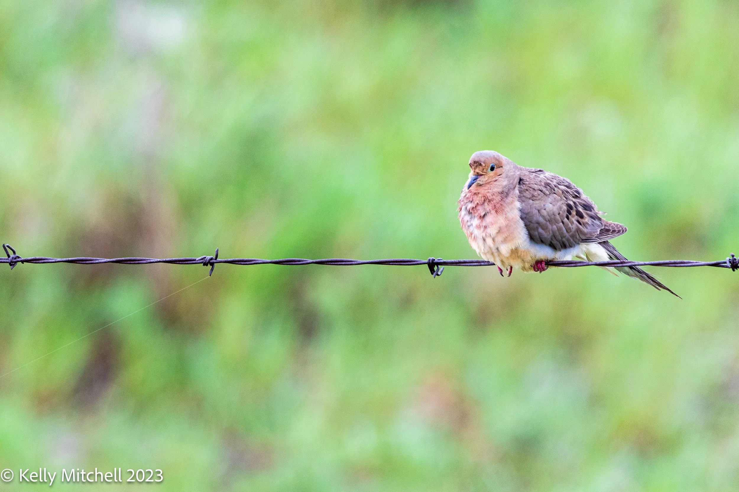 Mourning Dove