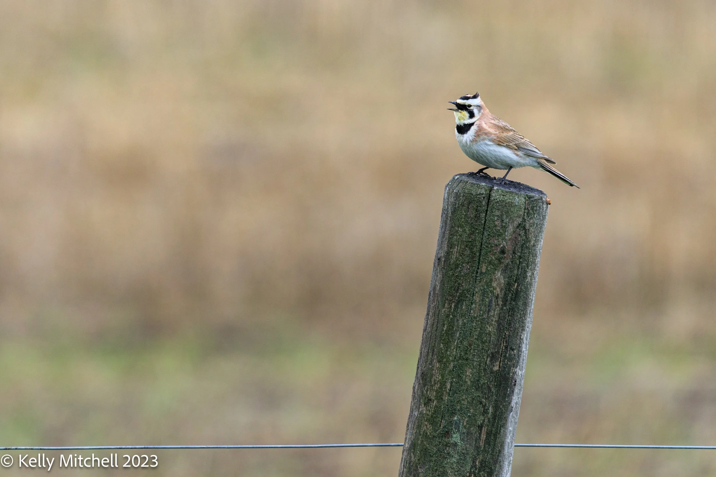 Horned Lark